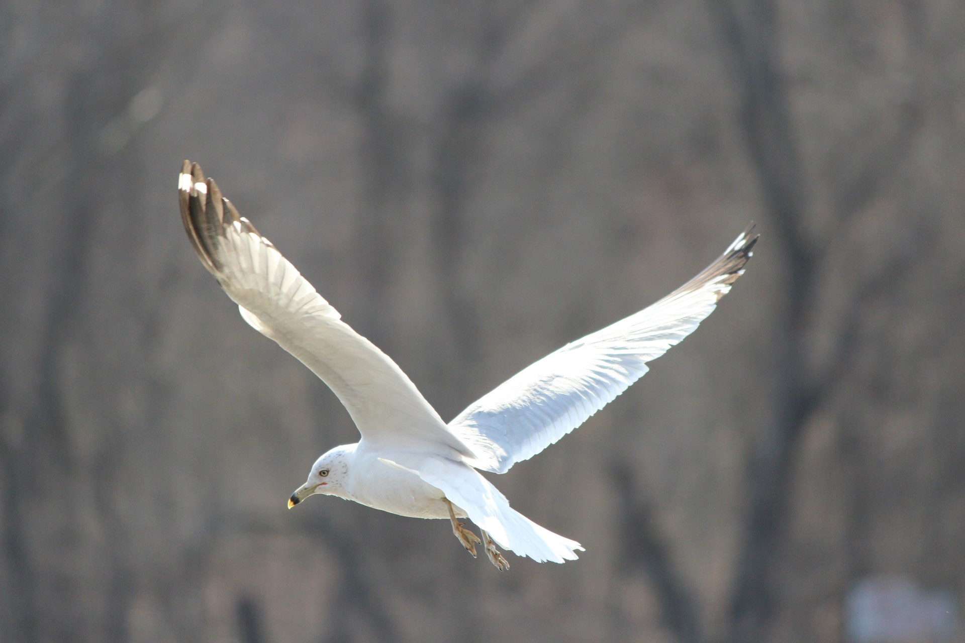Landing Seagull