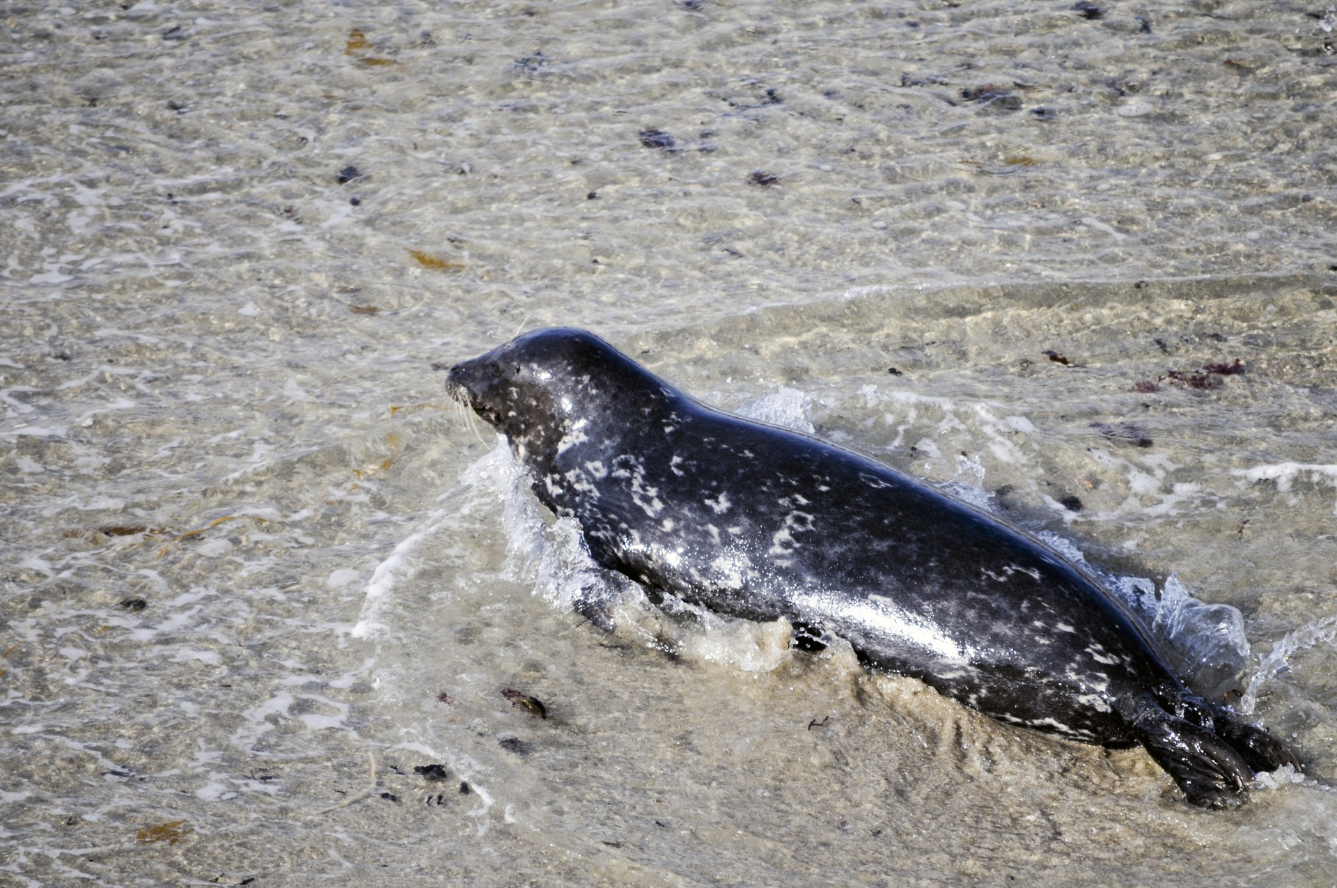 Seal emergente de la Apă