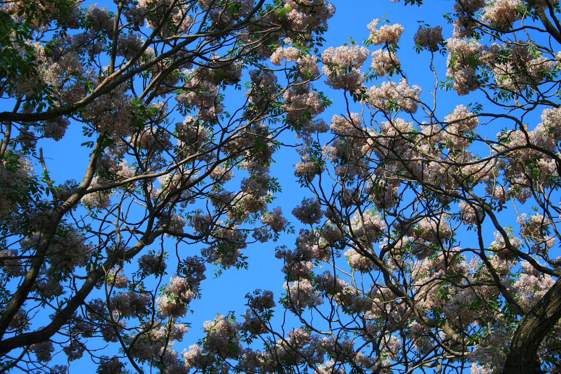Flori Seringa copac împotriva cer
