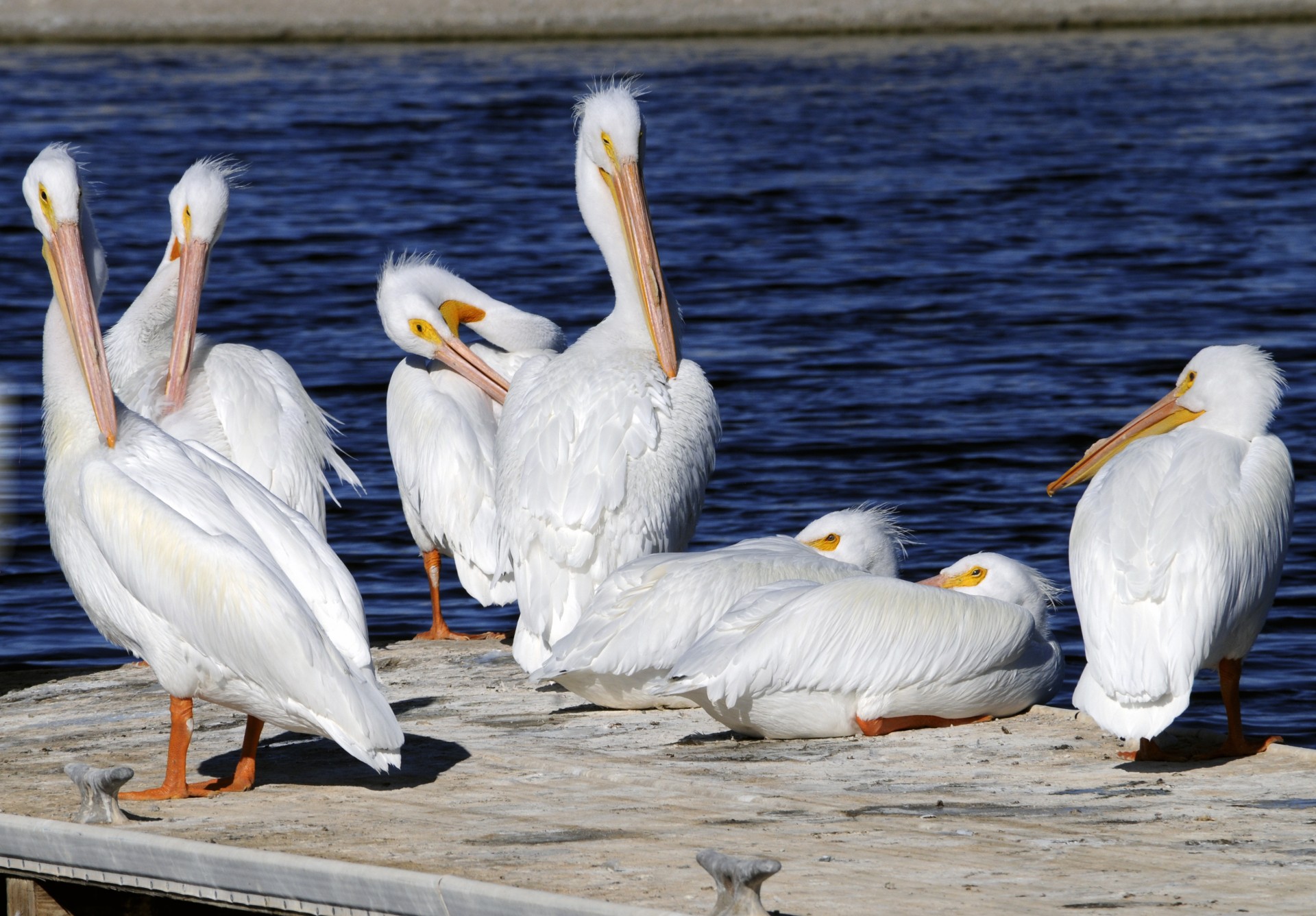 Șapte alb Pelicani