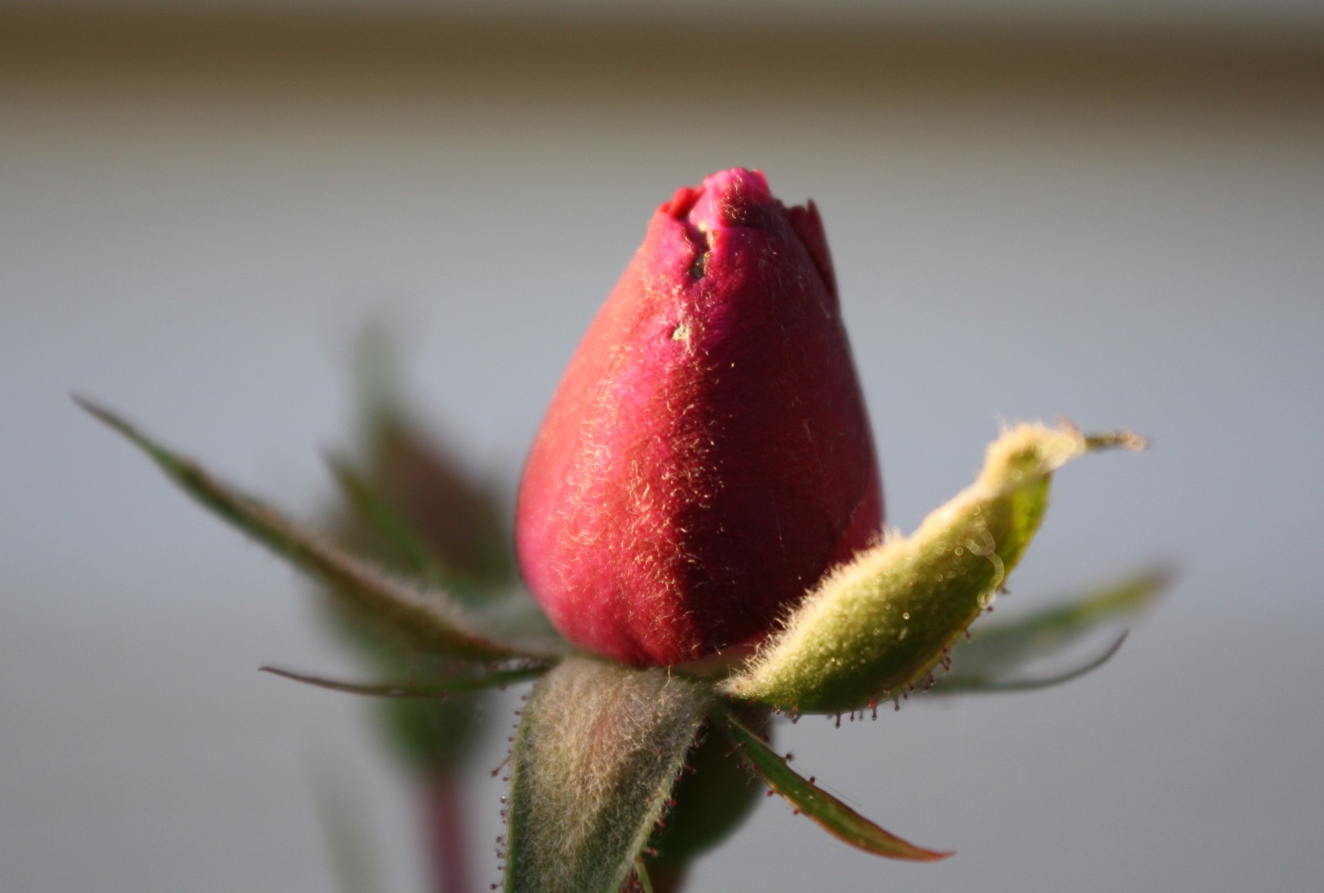 Single Red Rose Bud