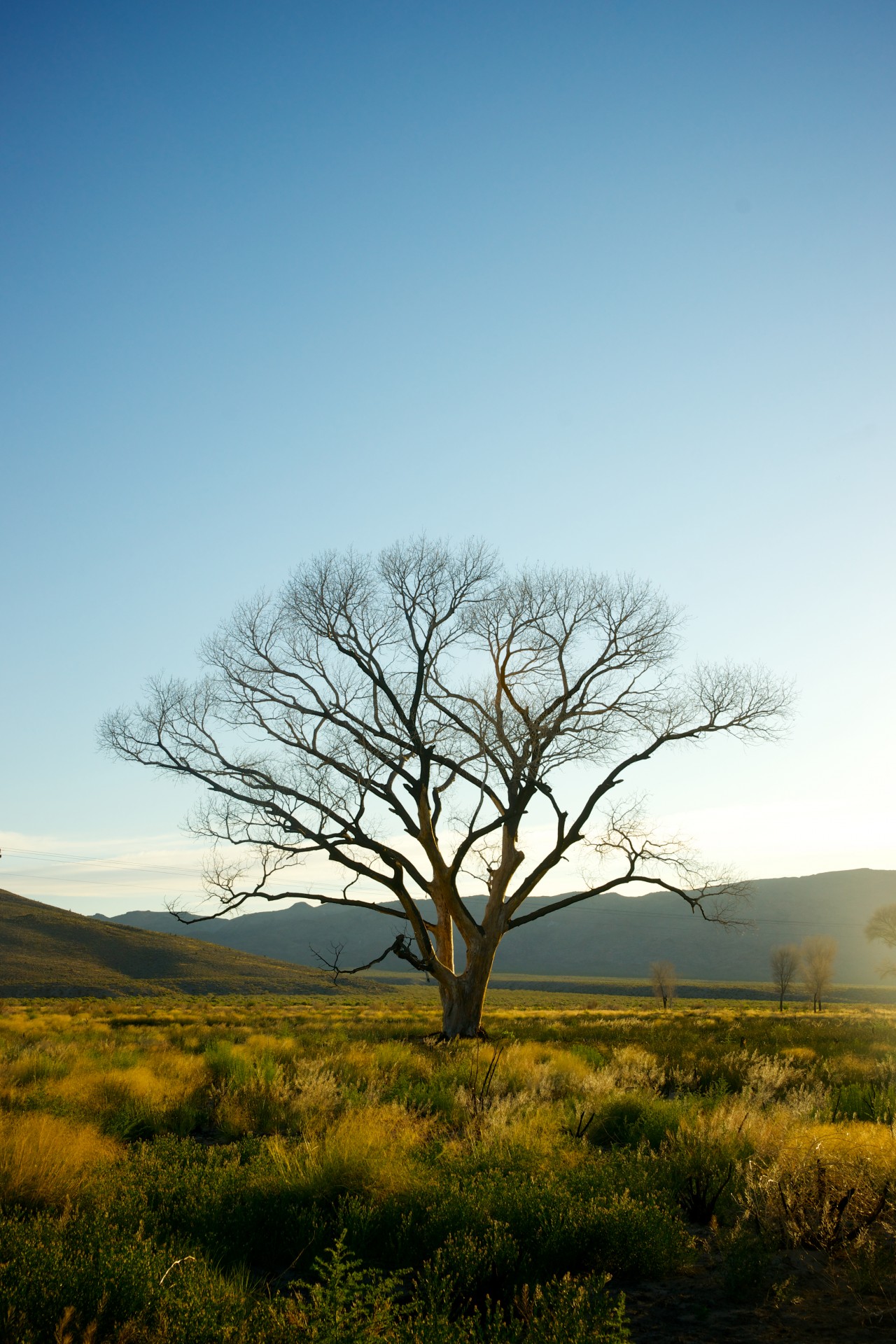 Copac unică în Nevada Wilderness