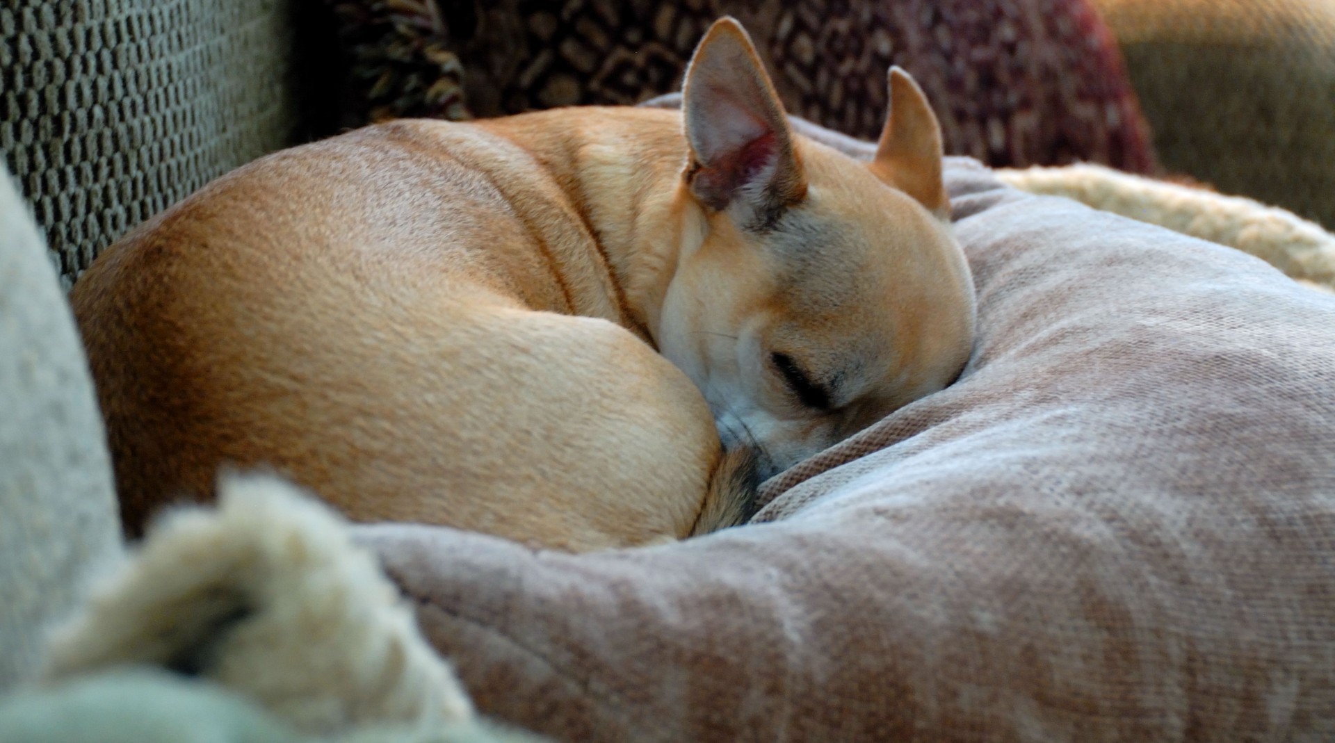 Dormir Chihuahua