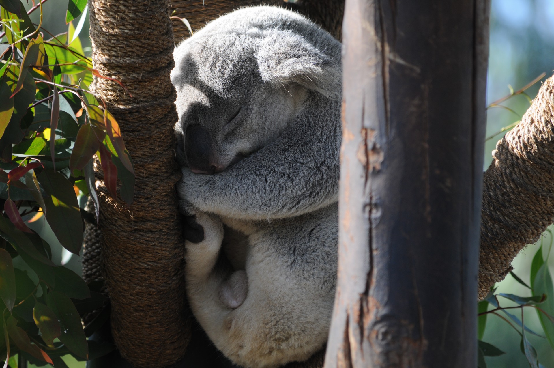 Dormit Koala Ursul
