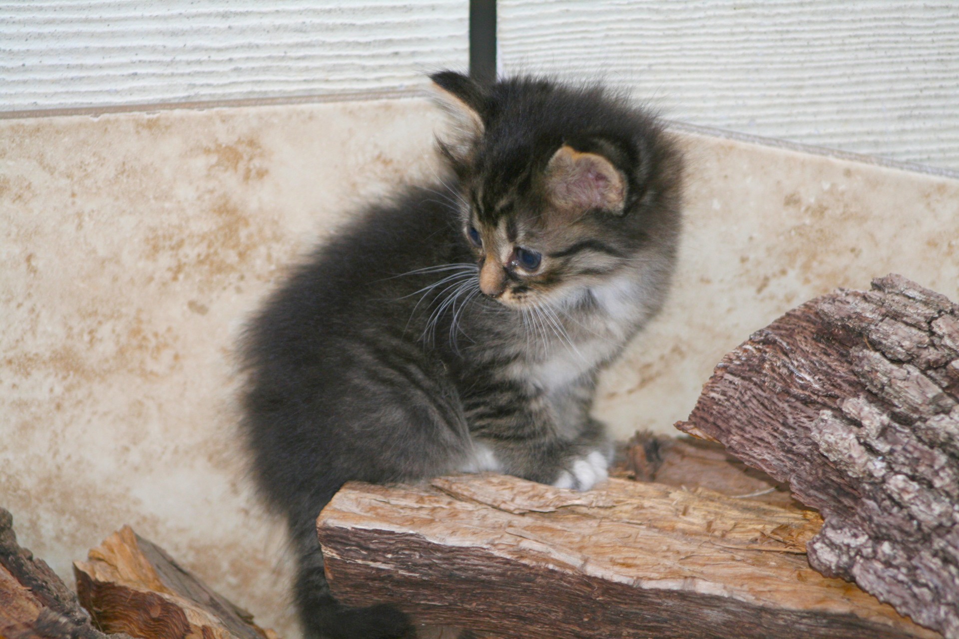 Kitten Gray mici