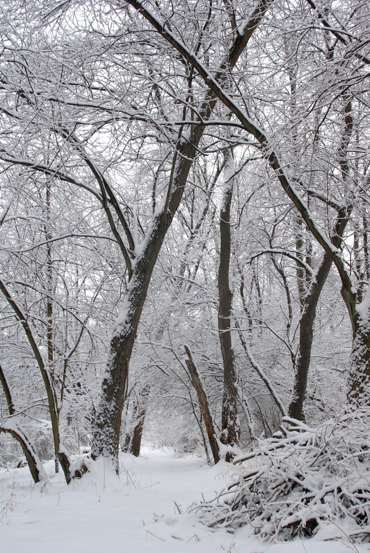 Calea acoperite cu zăpadă