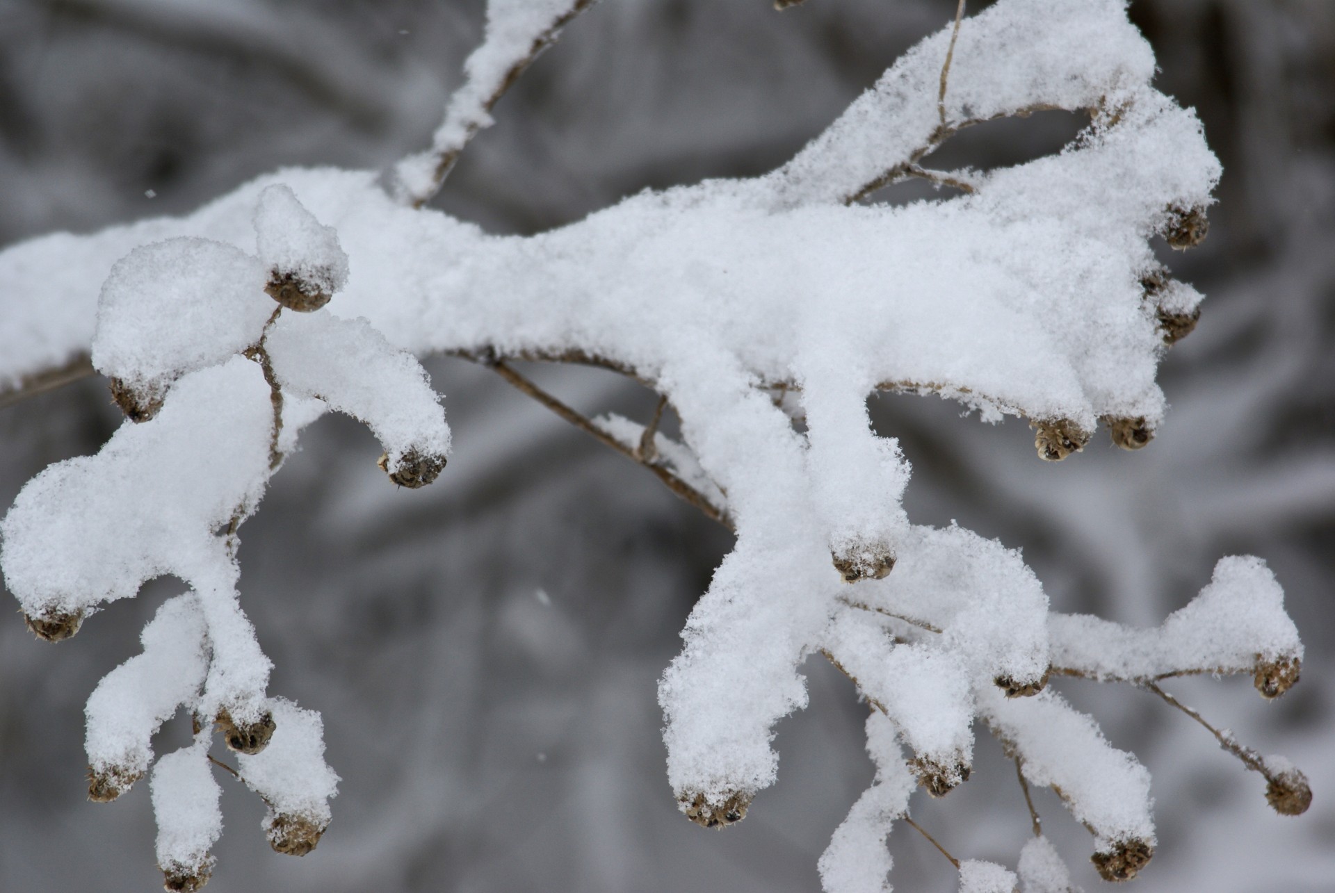 Couvre neige une branche d'arbre
