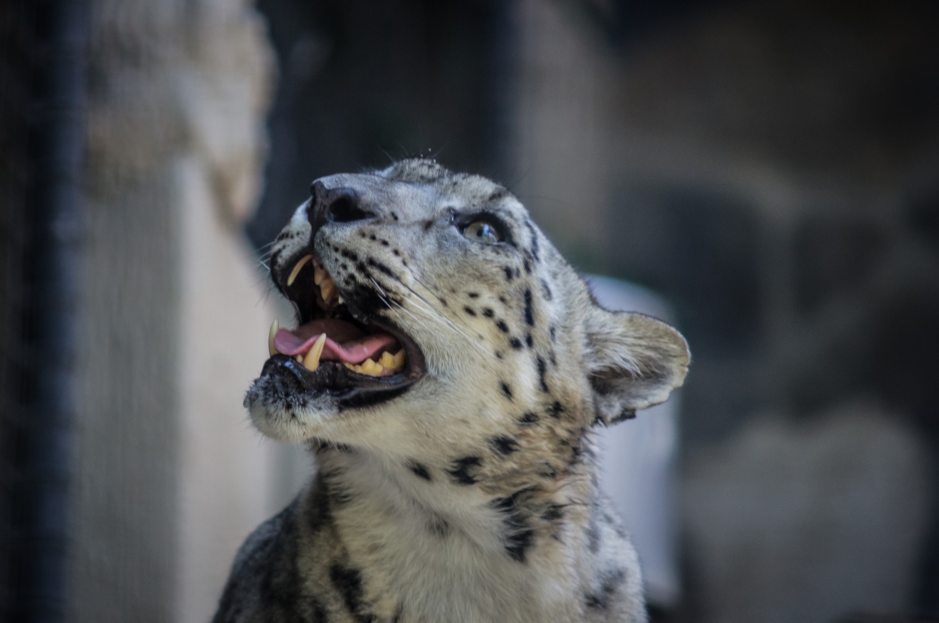Le visage de Snow Leopard