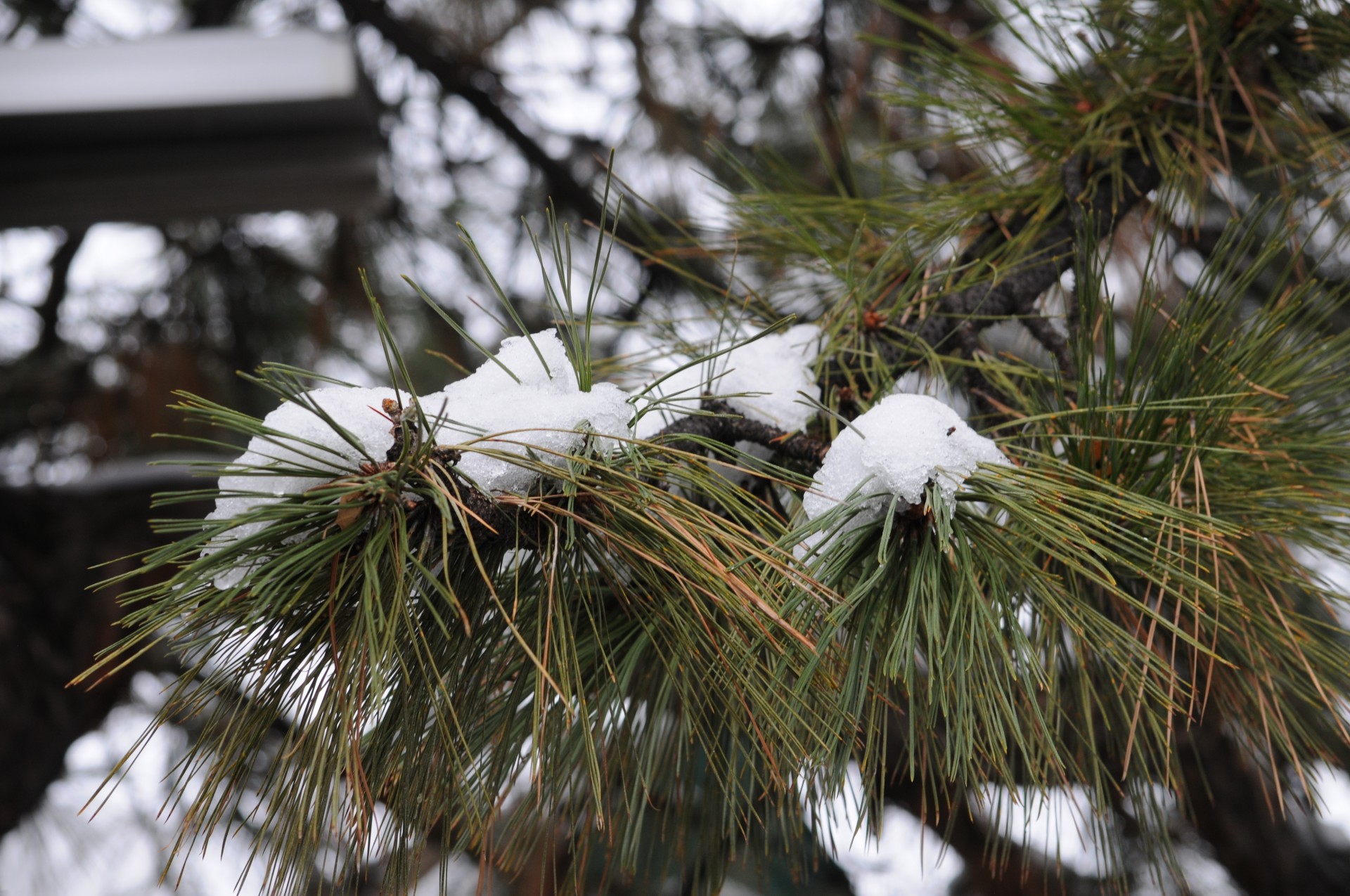 Zăpadă pe ramuri de pin