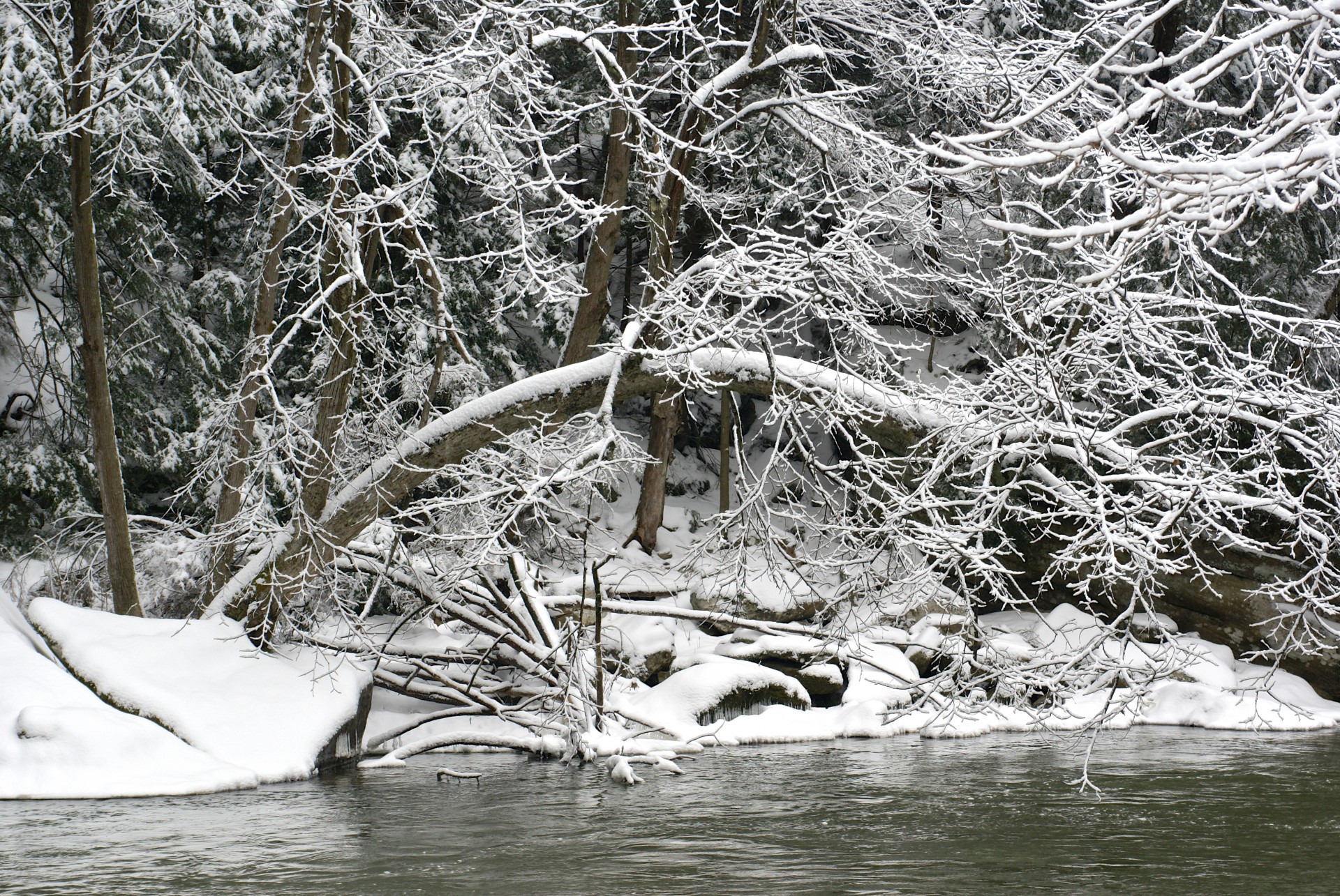Boughs Snowy plus Creek