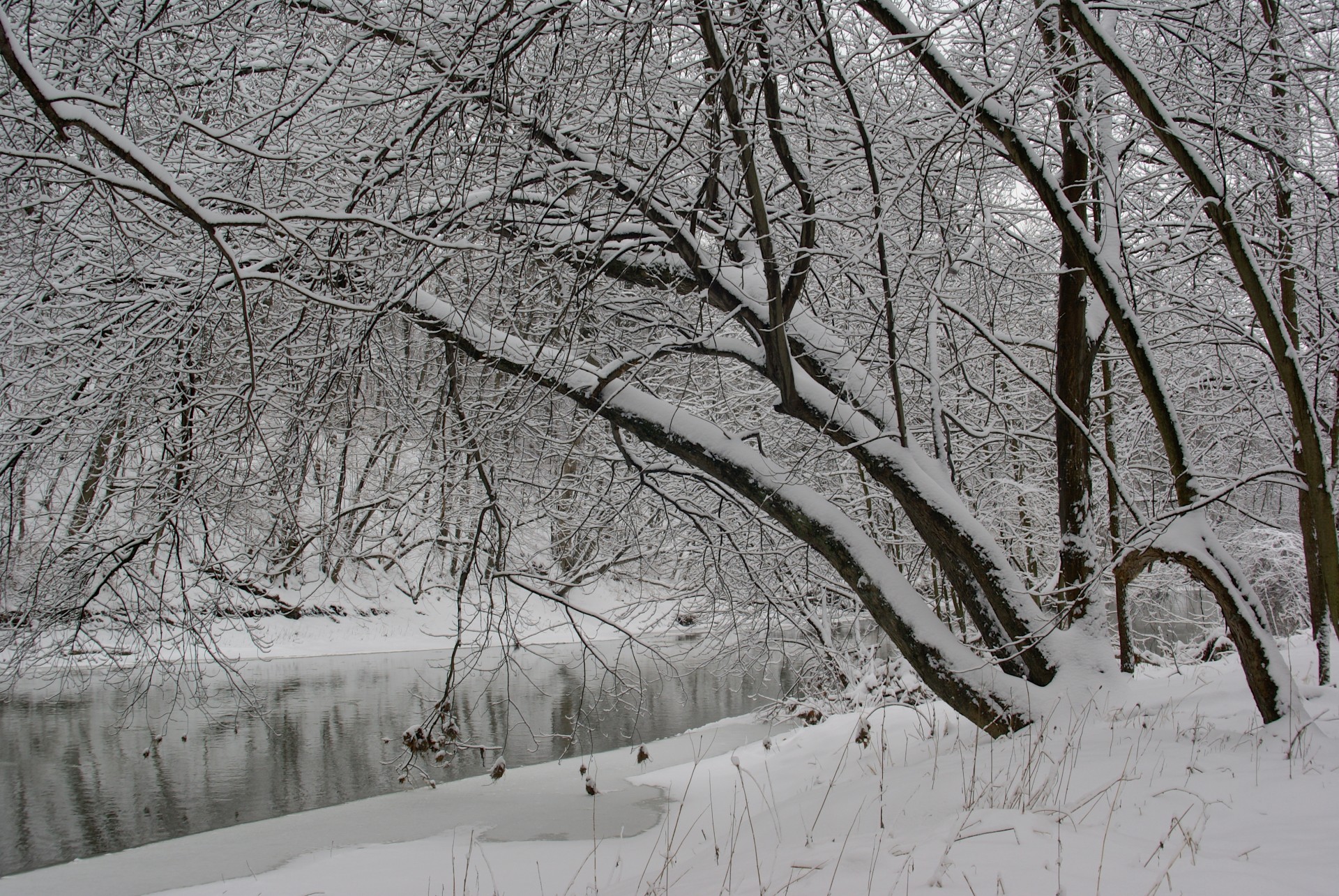 Woods Snowy lângă un izvor