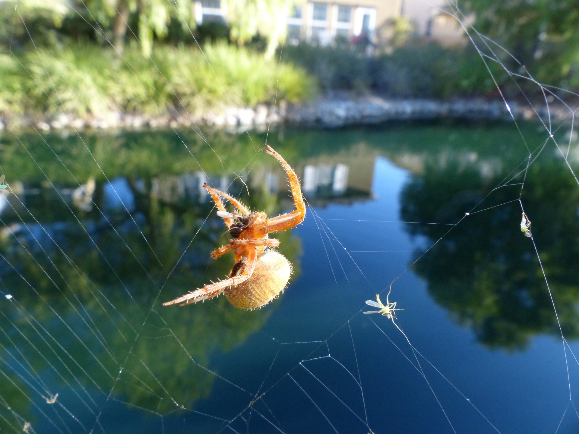 Spider Pranz Catching