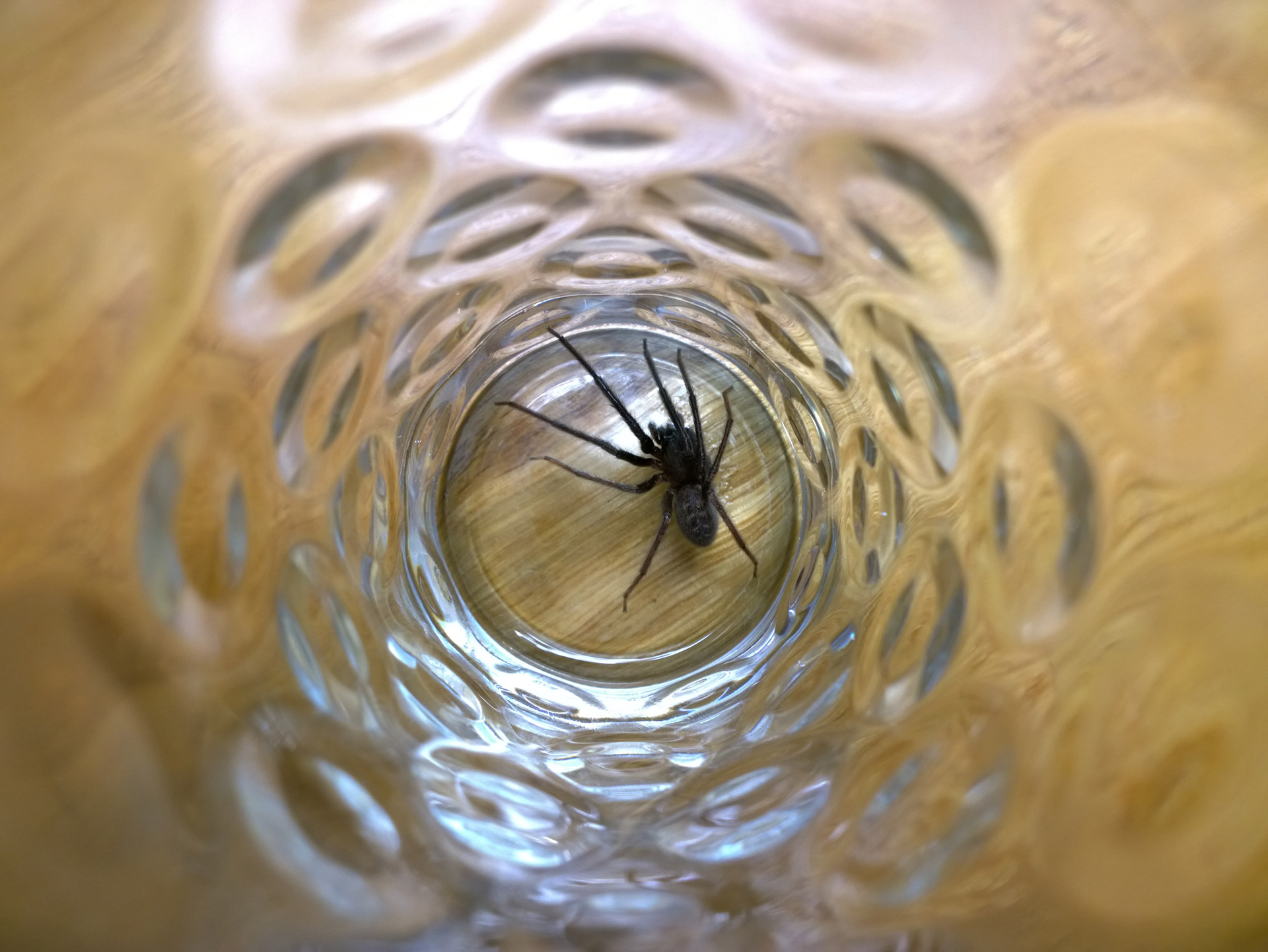 Spider prins într-un pahar