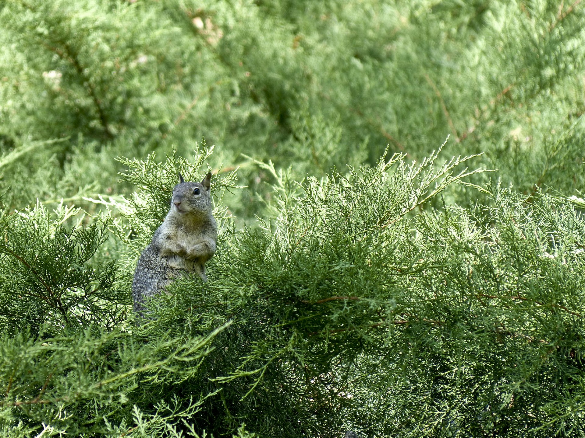 Veveriță în Pines