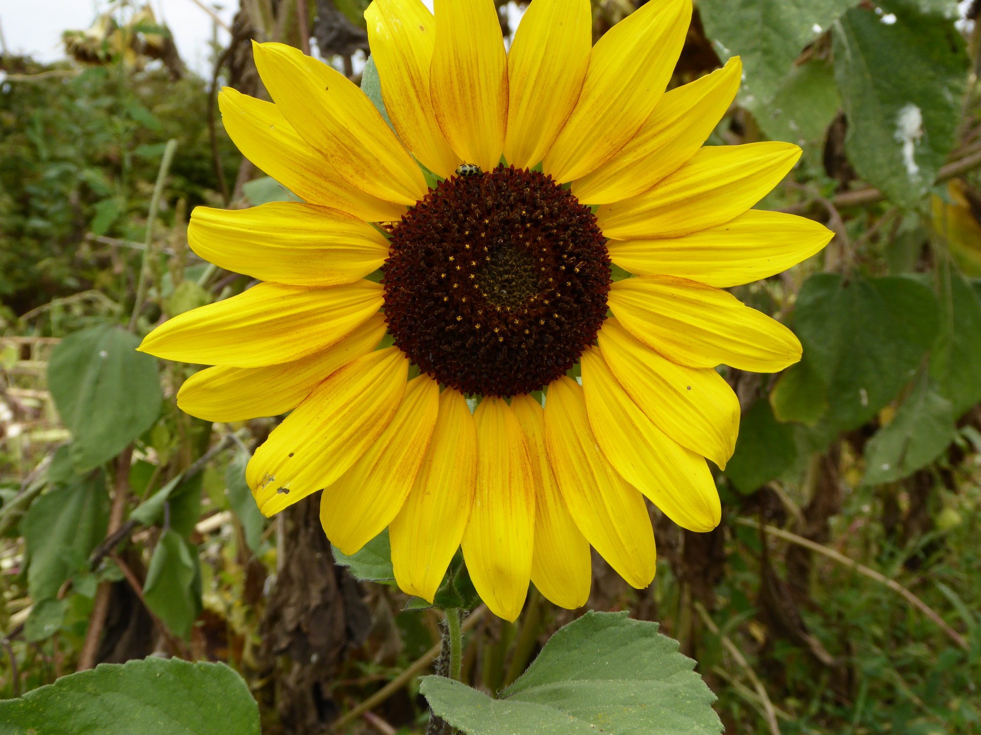 Floarea-soarelui cu gărgăriță