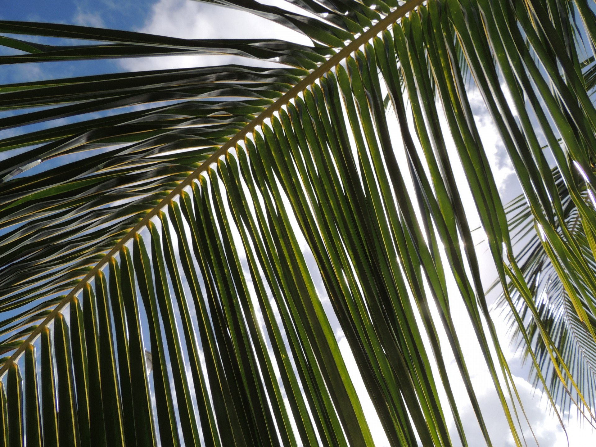 Lumina soarelui prin palmier