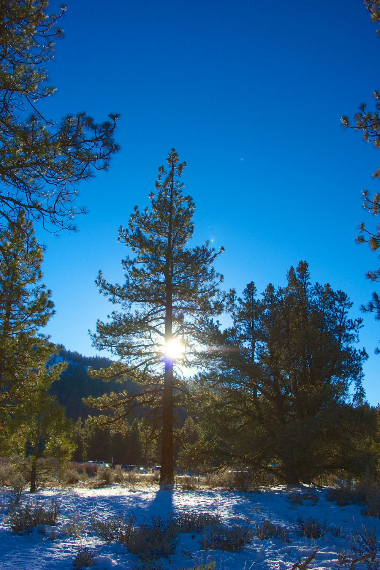 Sunlight Prin iarnă Pines