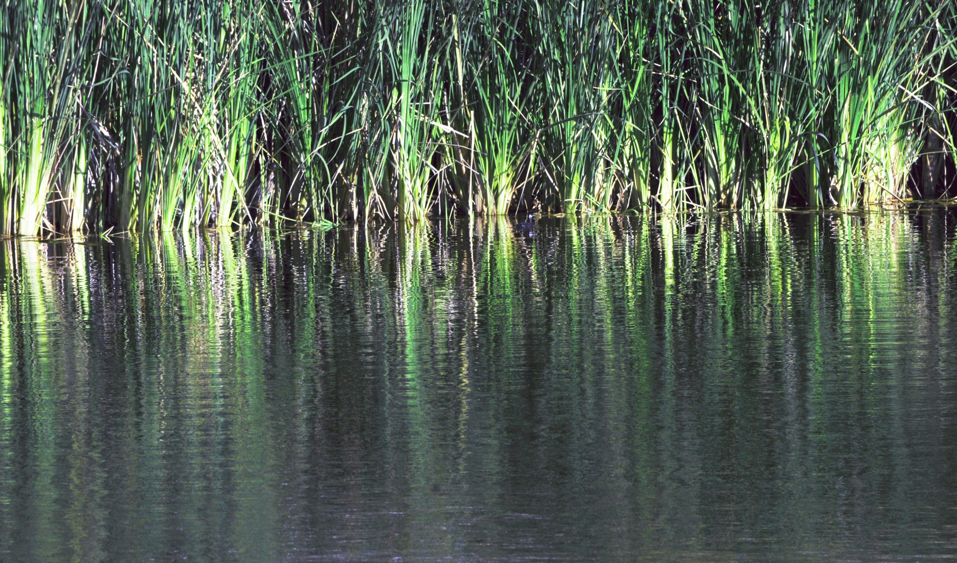 Tall Grass Reflecting In Water