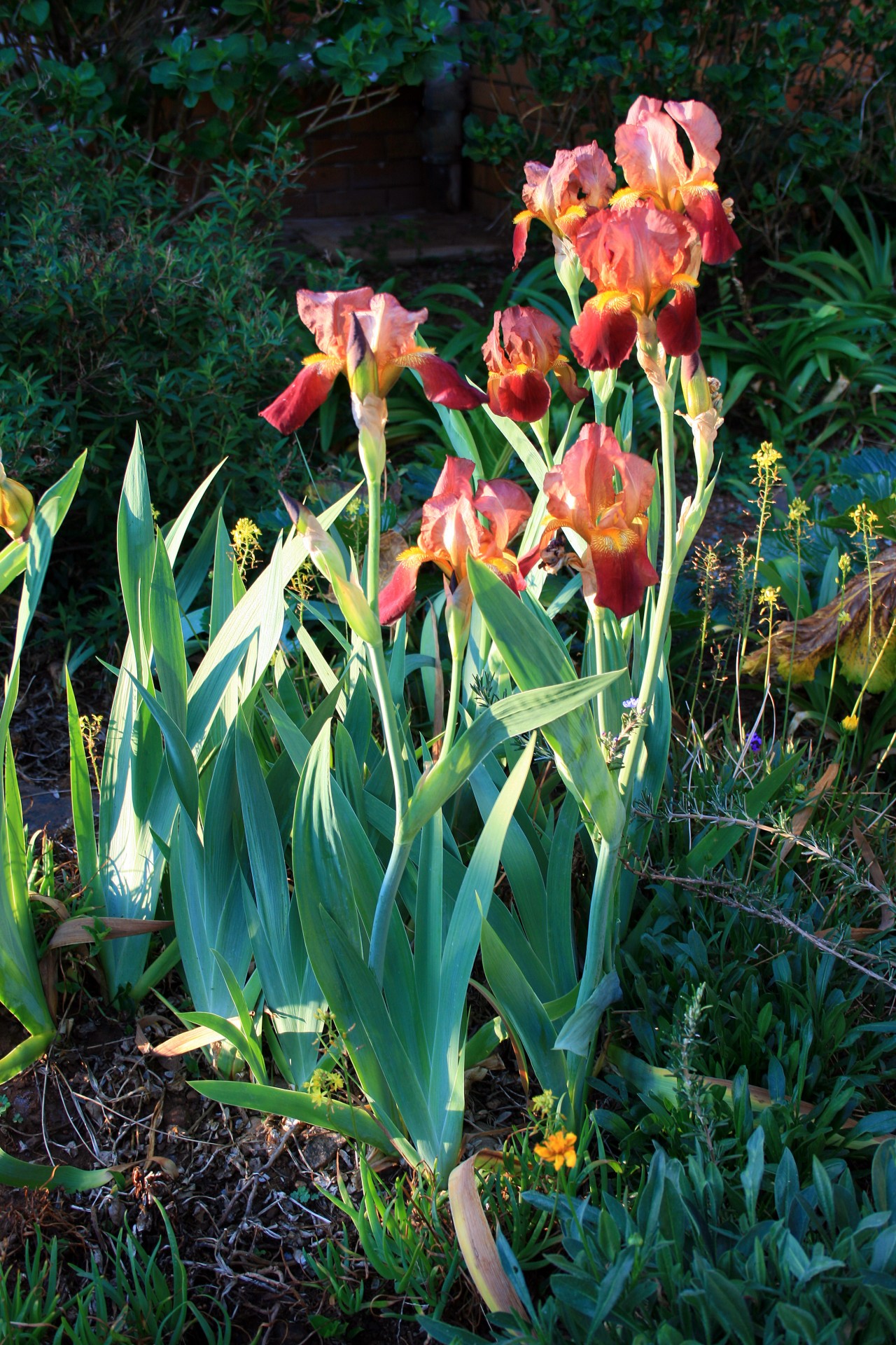 Tall Iris Flowers