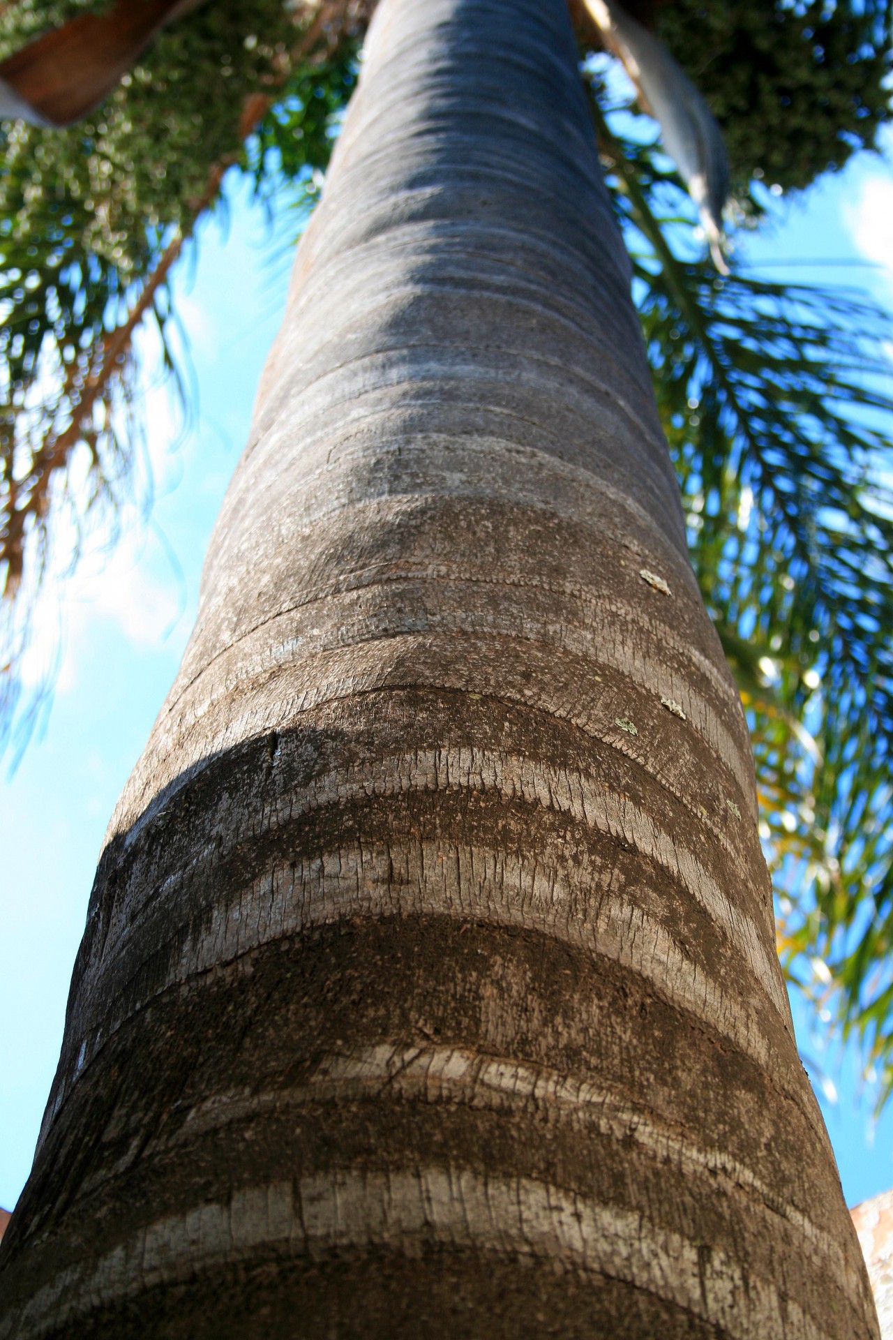 Högväxt palmträd