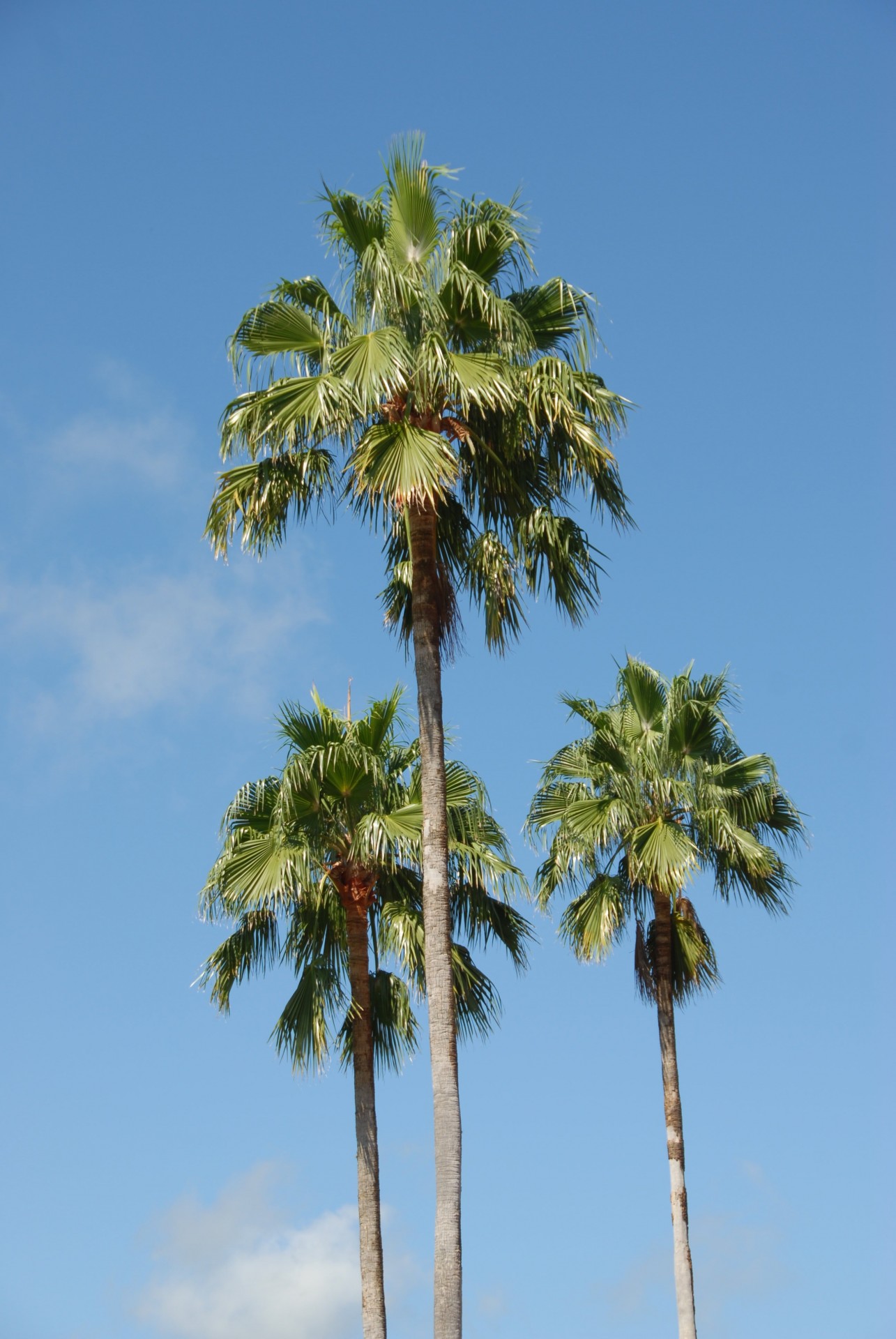 Copaci Tall Palm