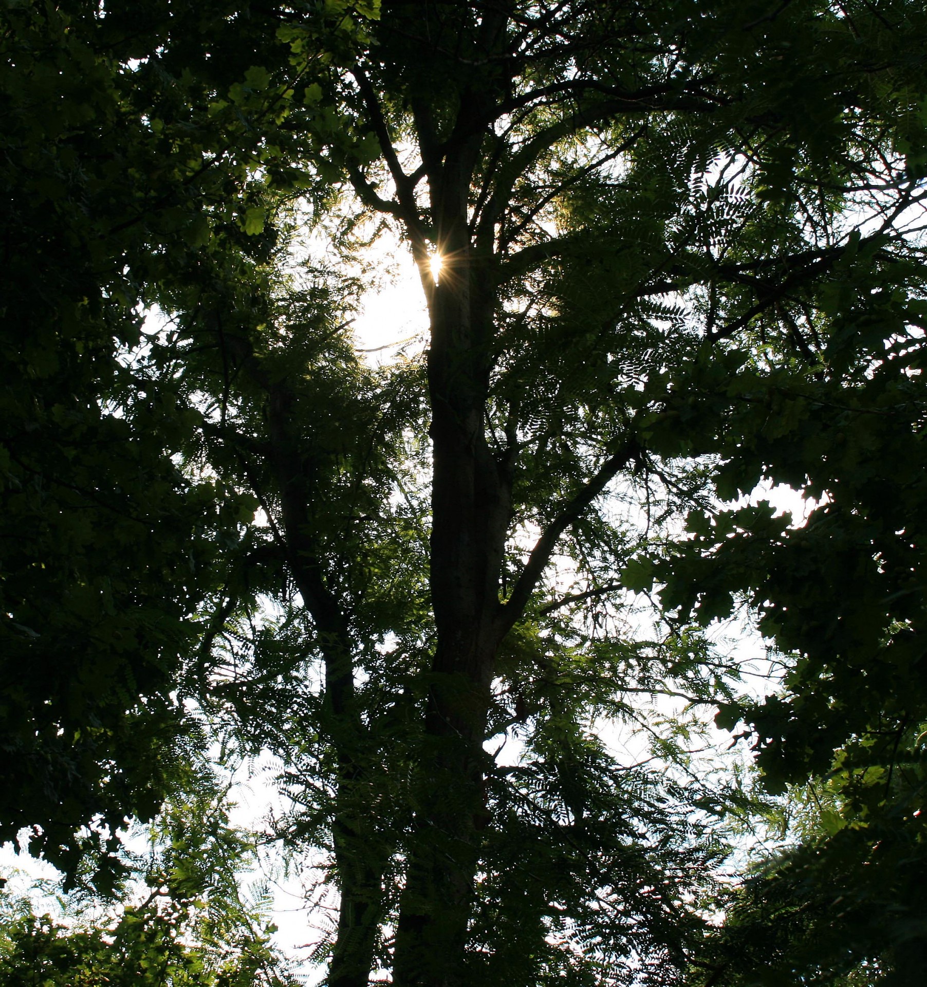 Copaci înalți și soarele strălucește pri