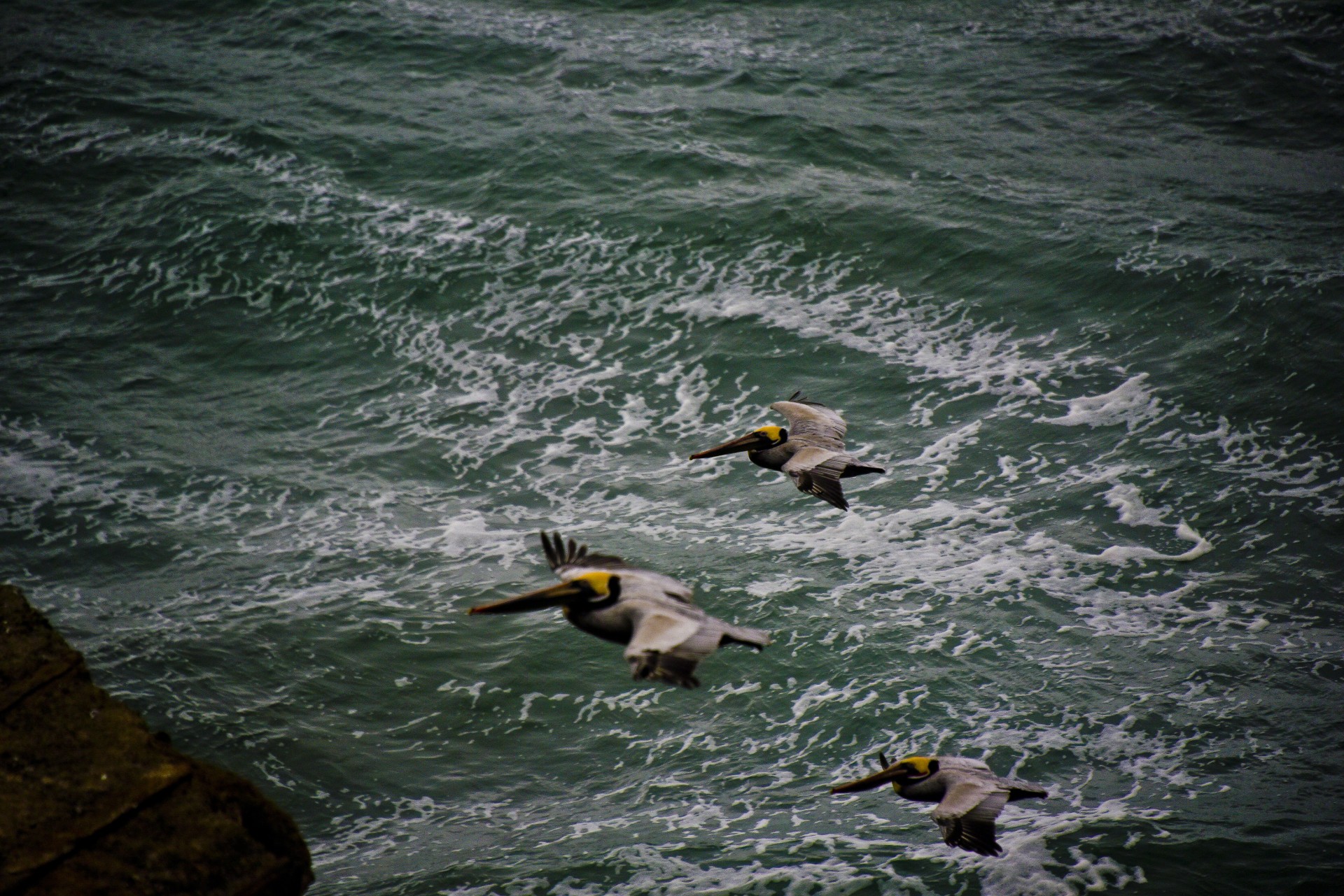 Trei Flying Brown pelicani