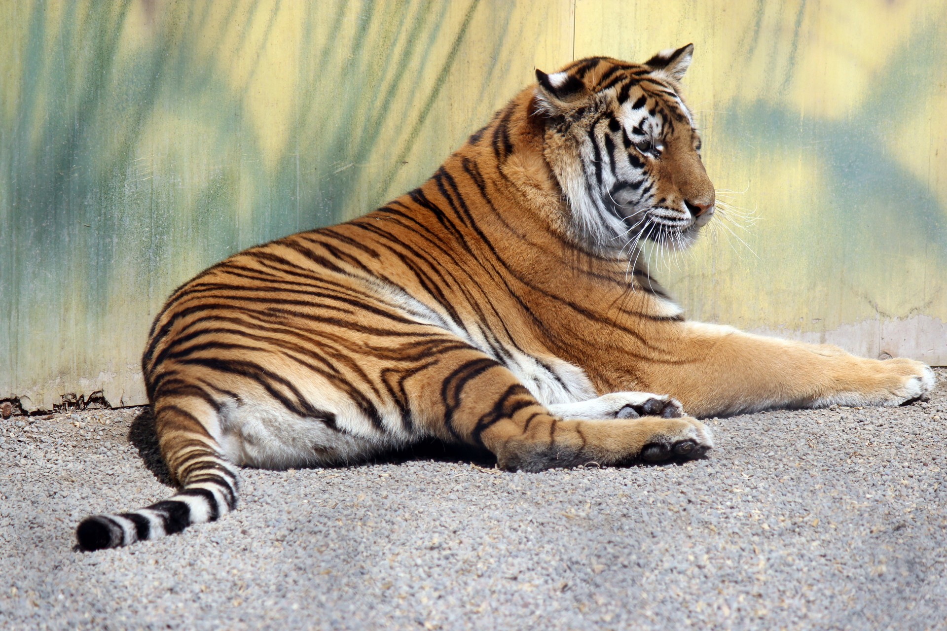 Tiger odpoczynku