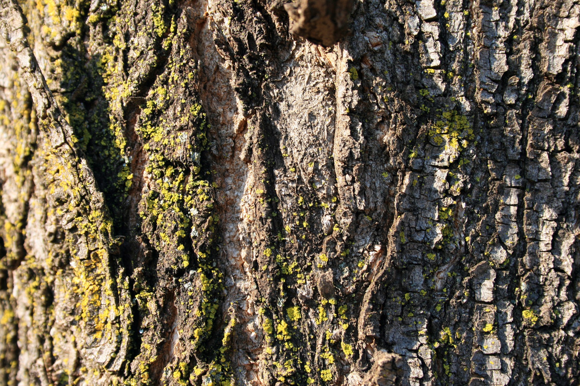 Copac textura coaja