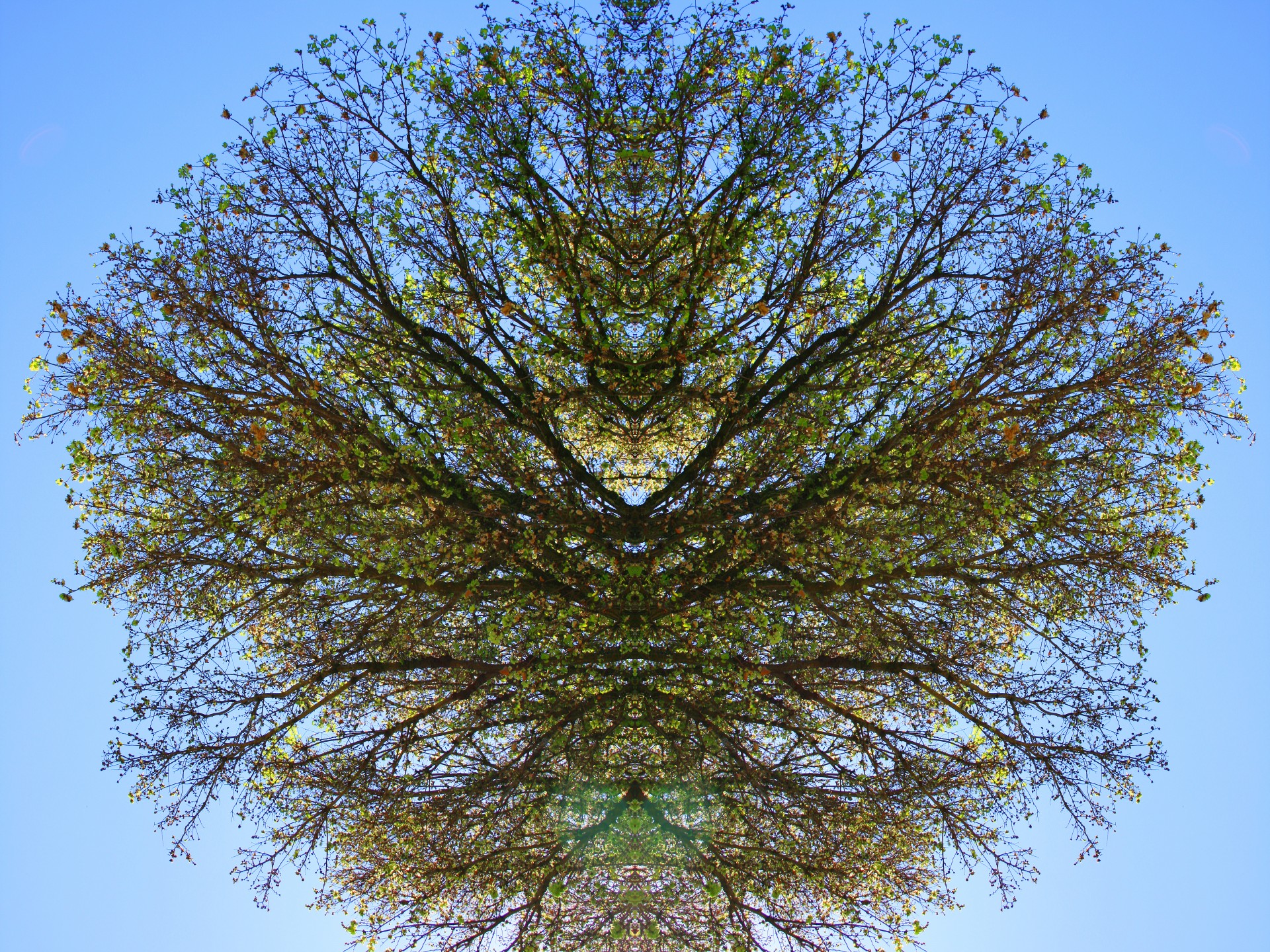 Ramură de copac reflecție