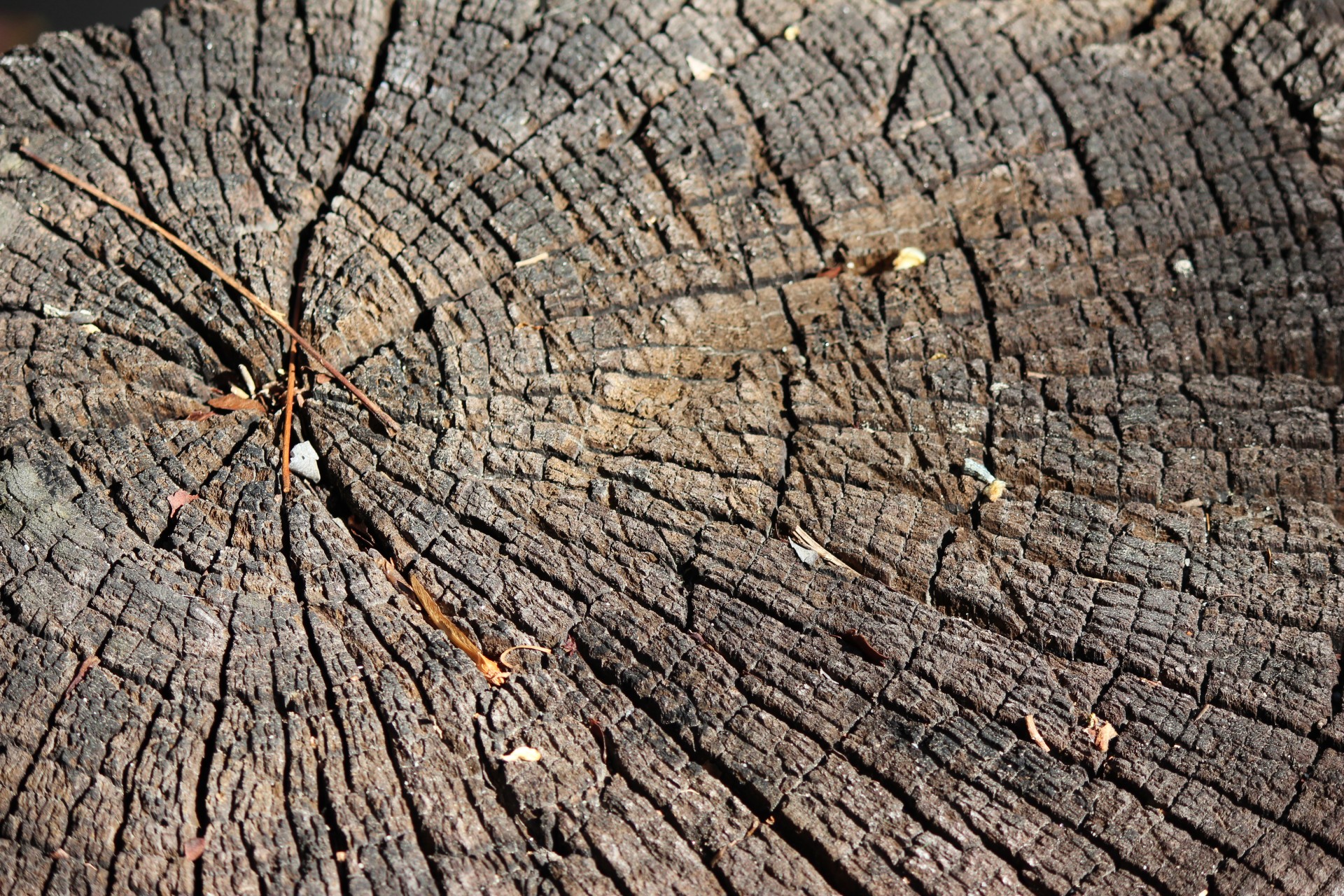 Arborele Stump Texture