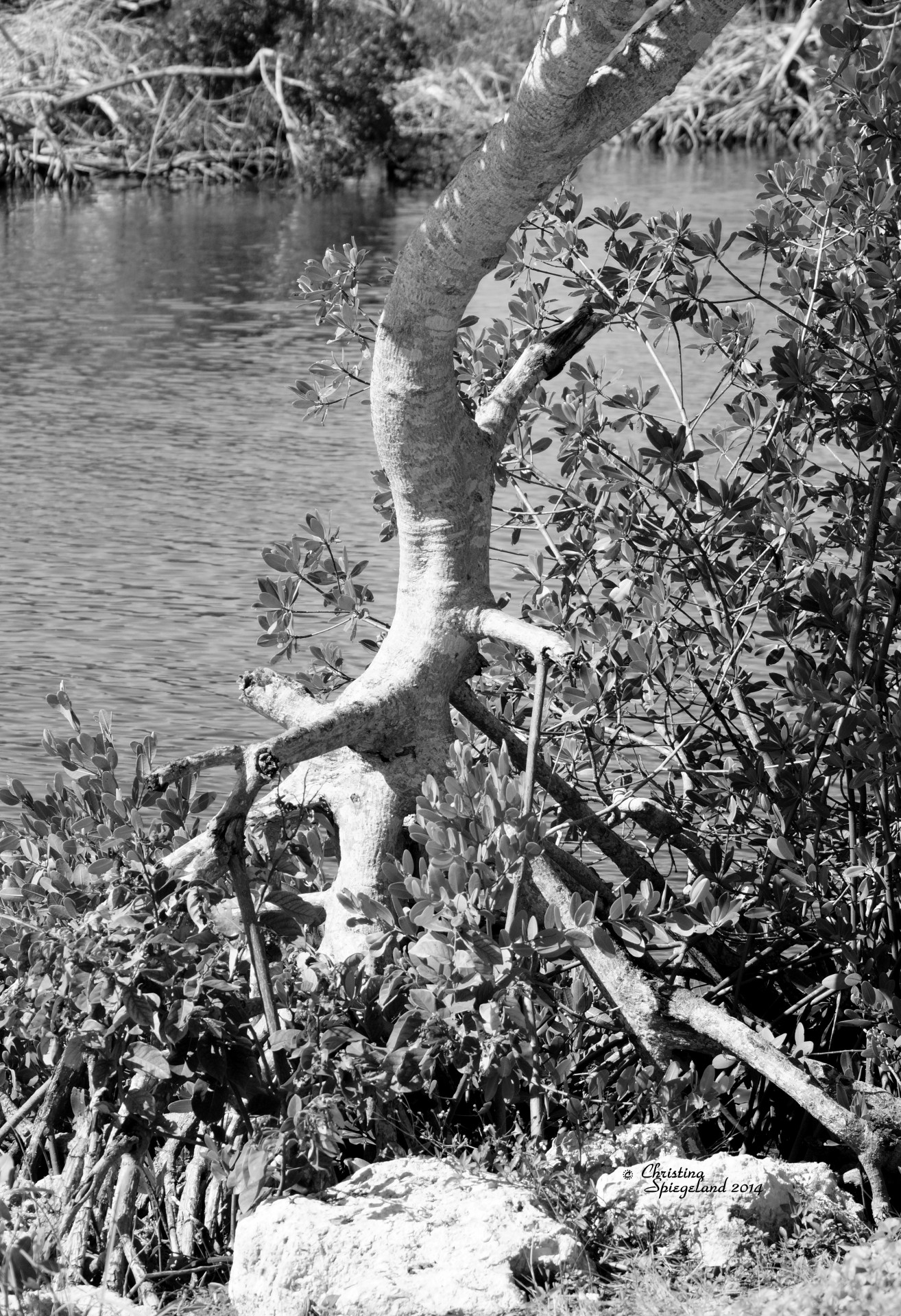 Racines de tronc d'arbre lac