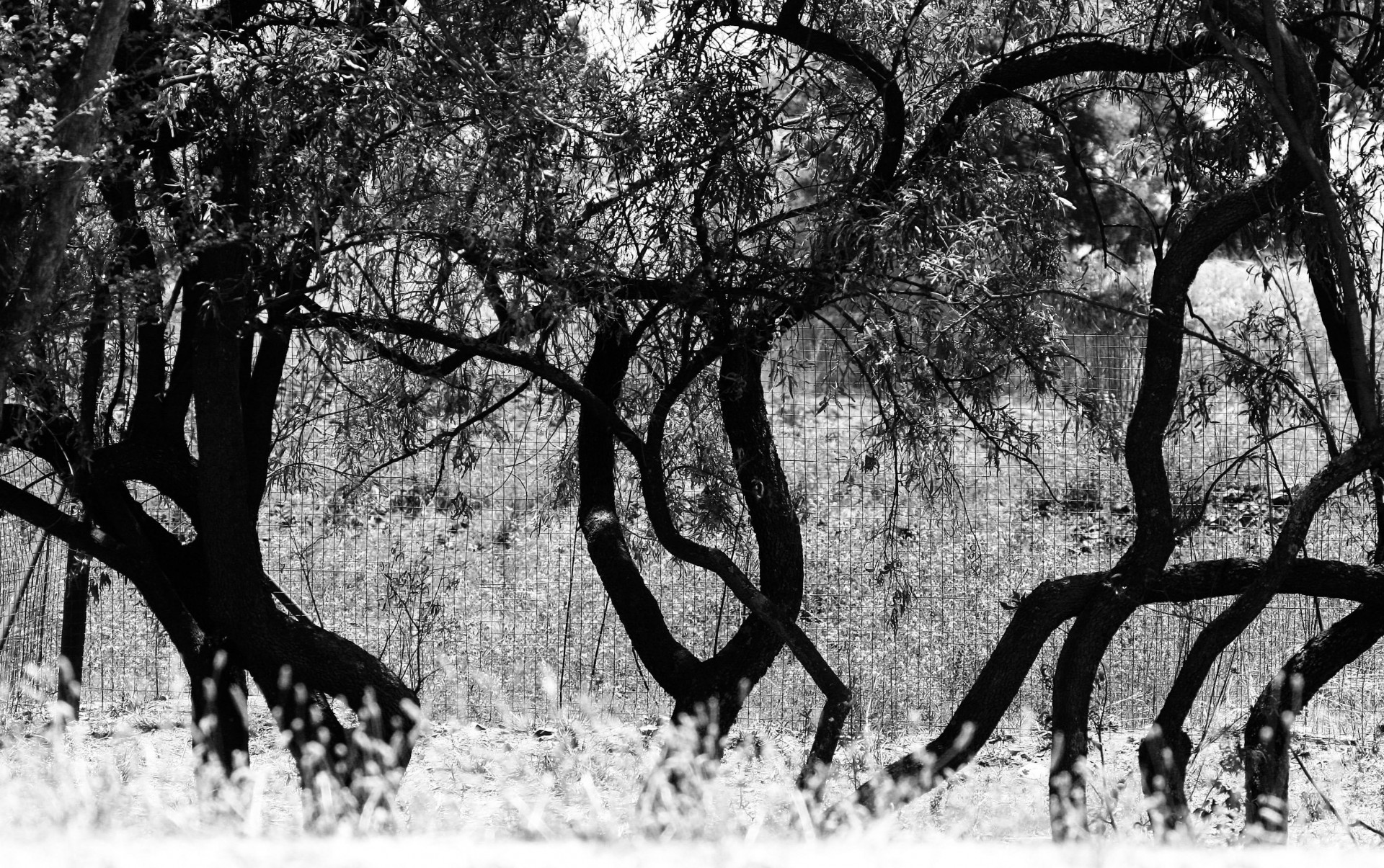 Trunchiuri de copaci în alb și negru