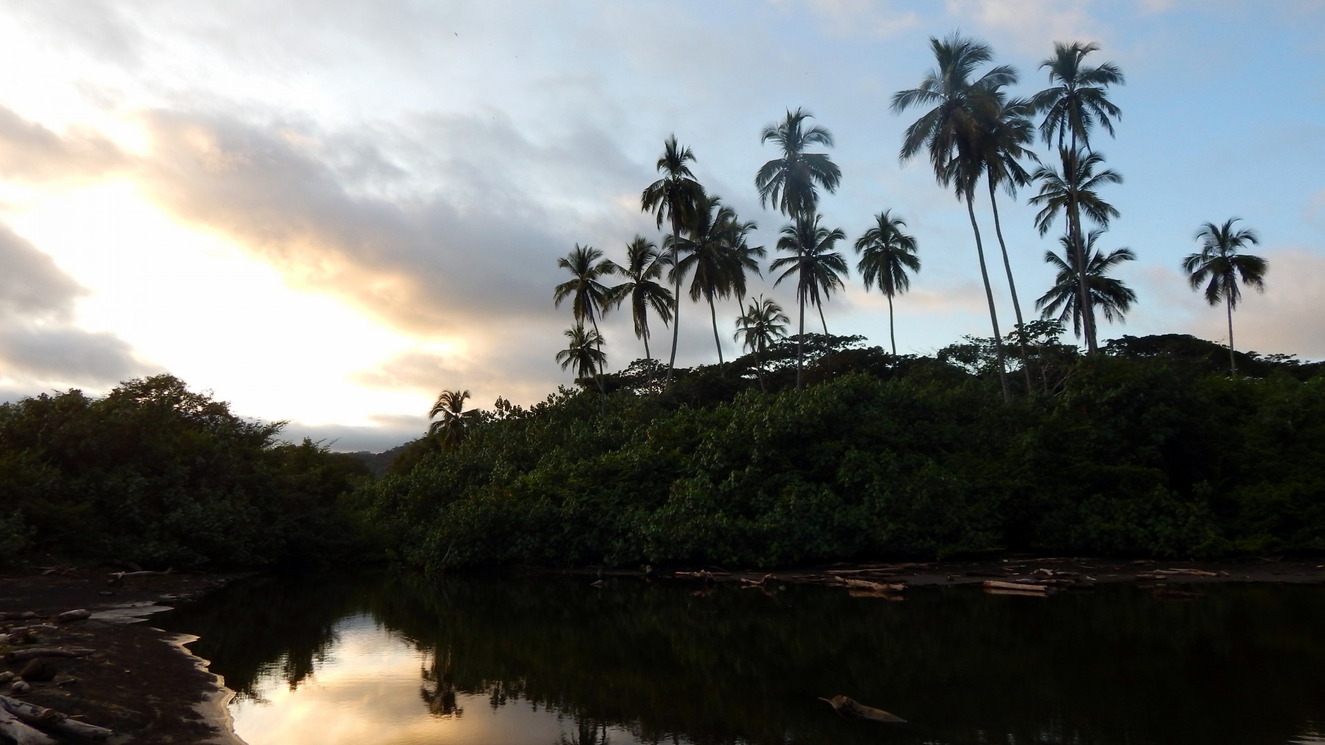 Tropical Palm Tree Skyline