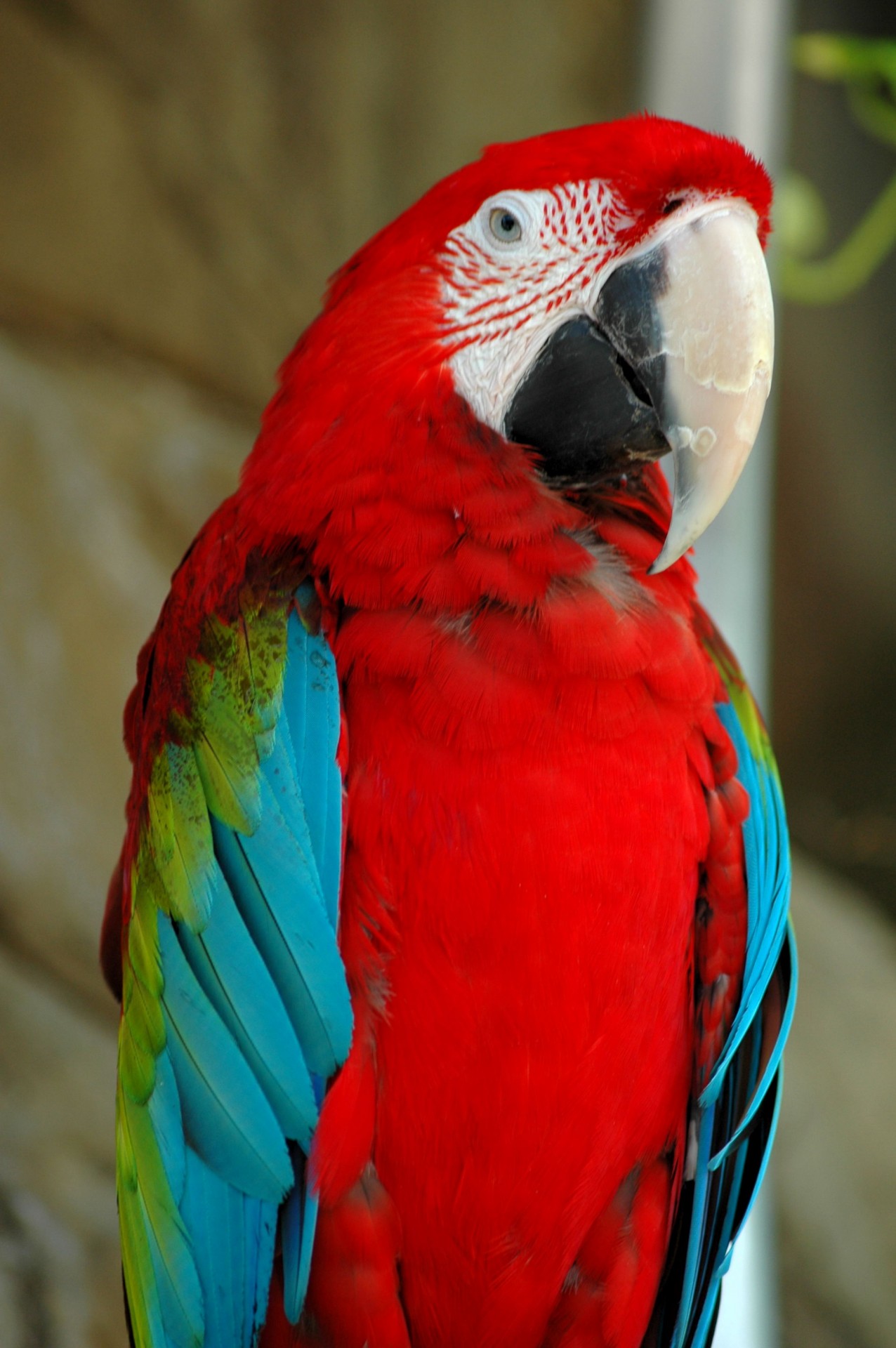 Vibrant colorat Macaw