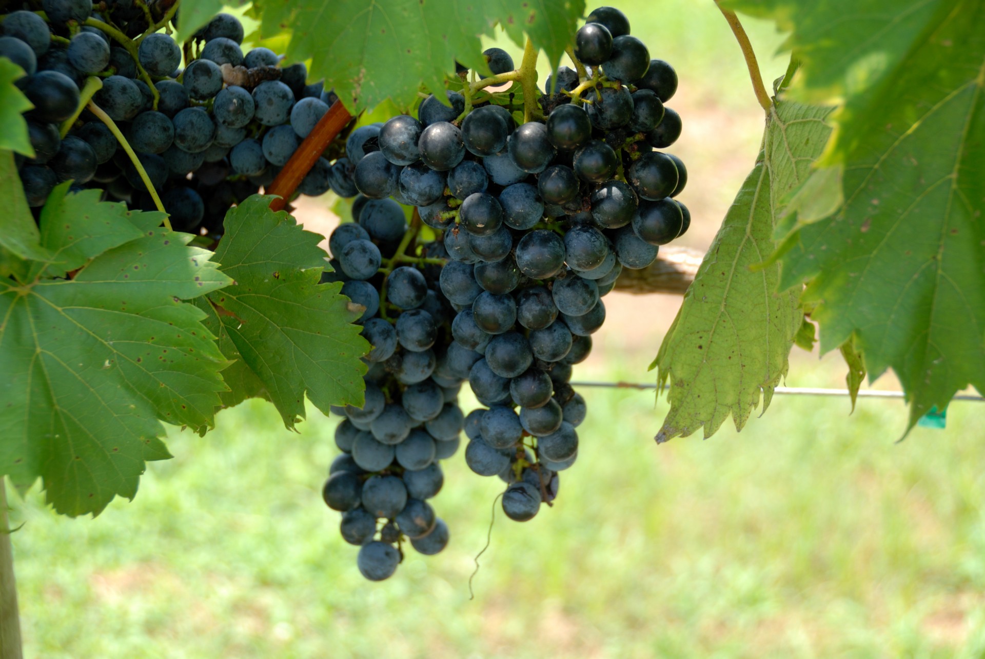 Winogrona w winnicach