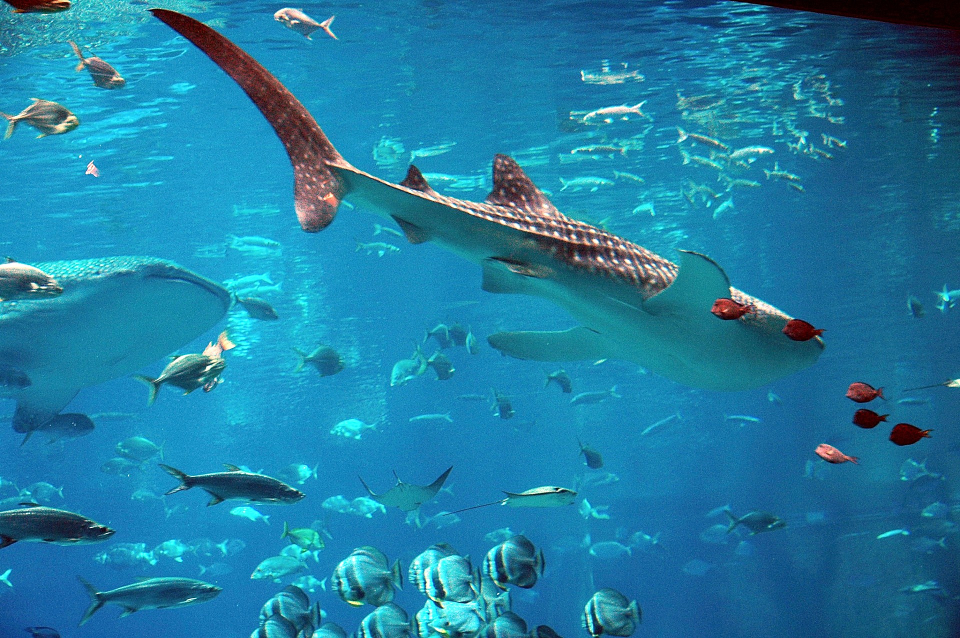 Whale Sharks Free Stock Photo - Public Domain Pictures