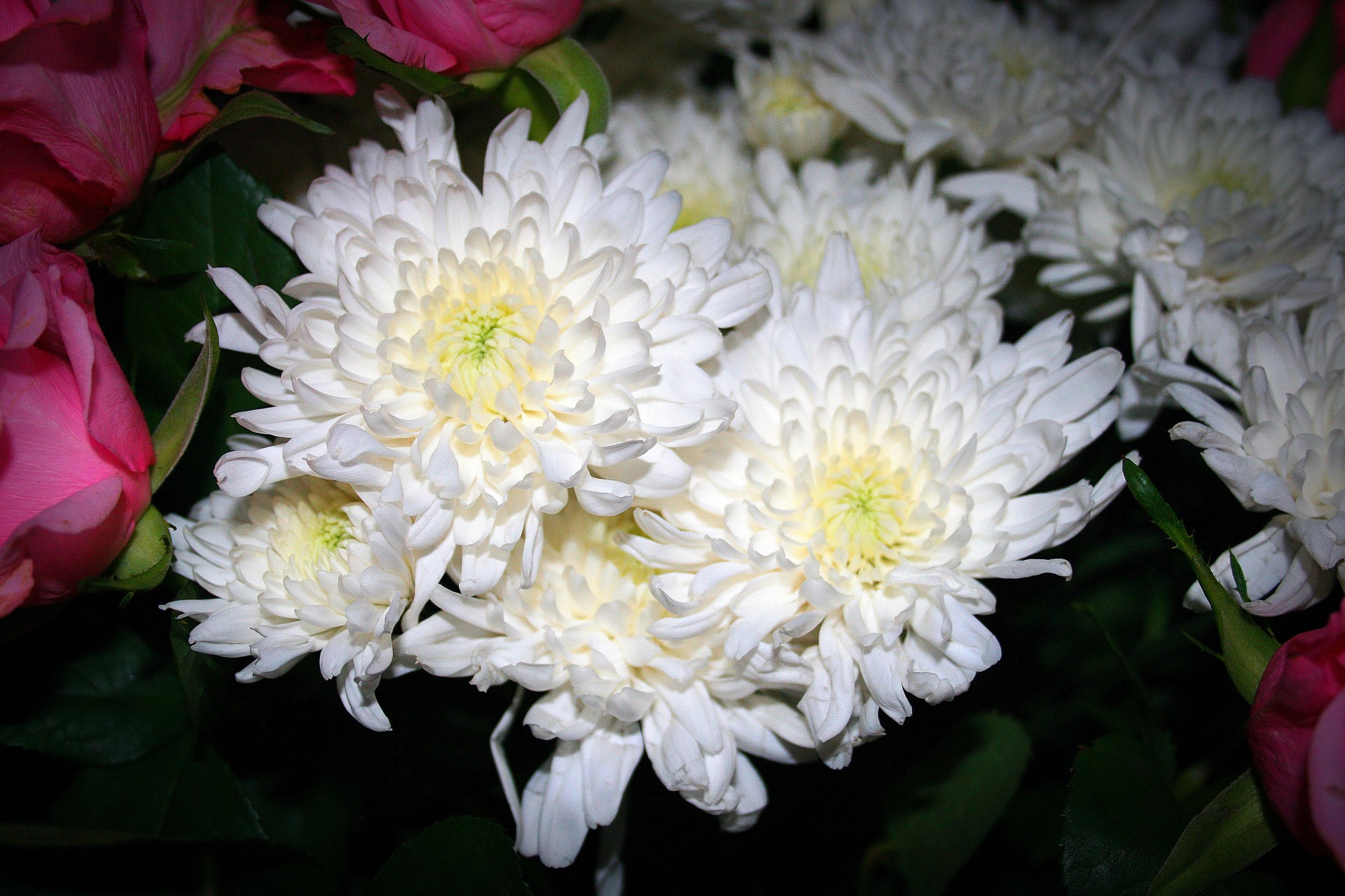 Crizanteme albe