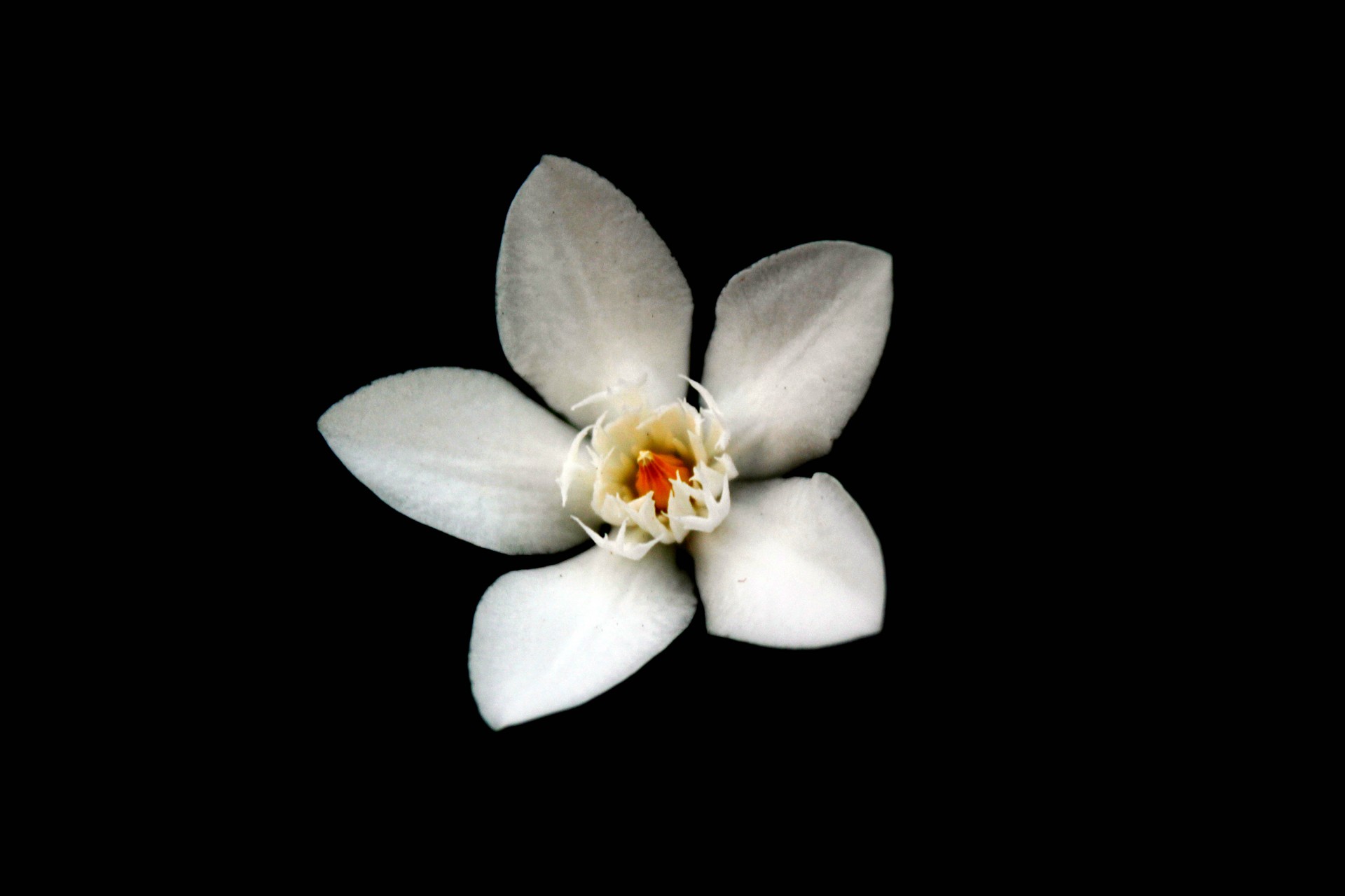 Floare alb