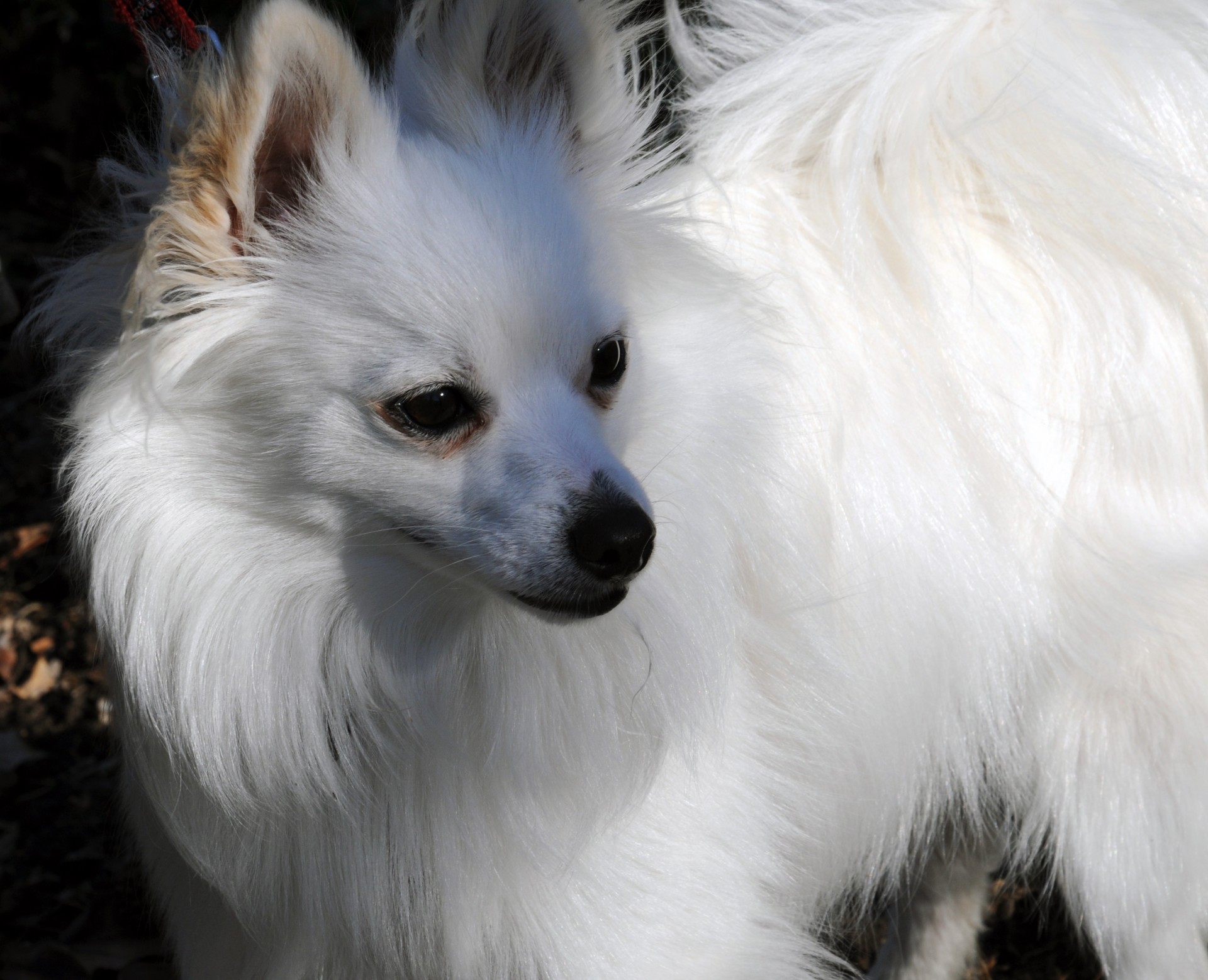 Catelus Pomeranian alb