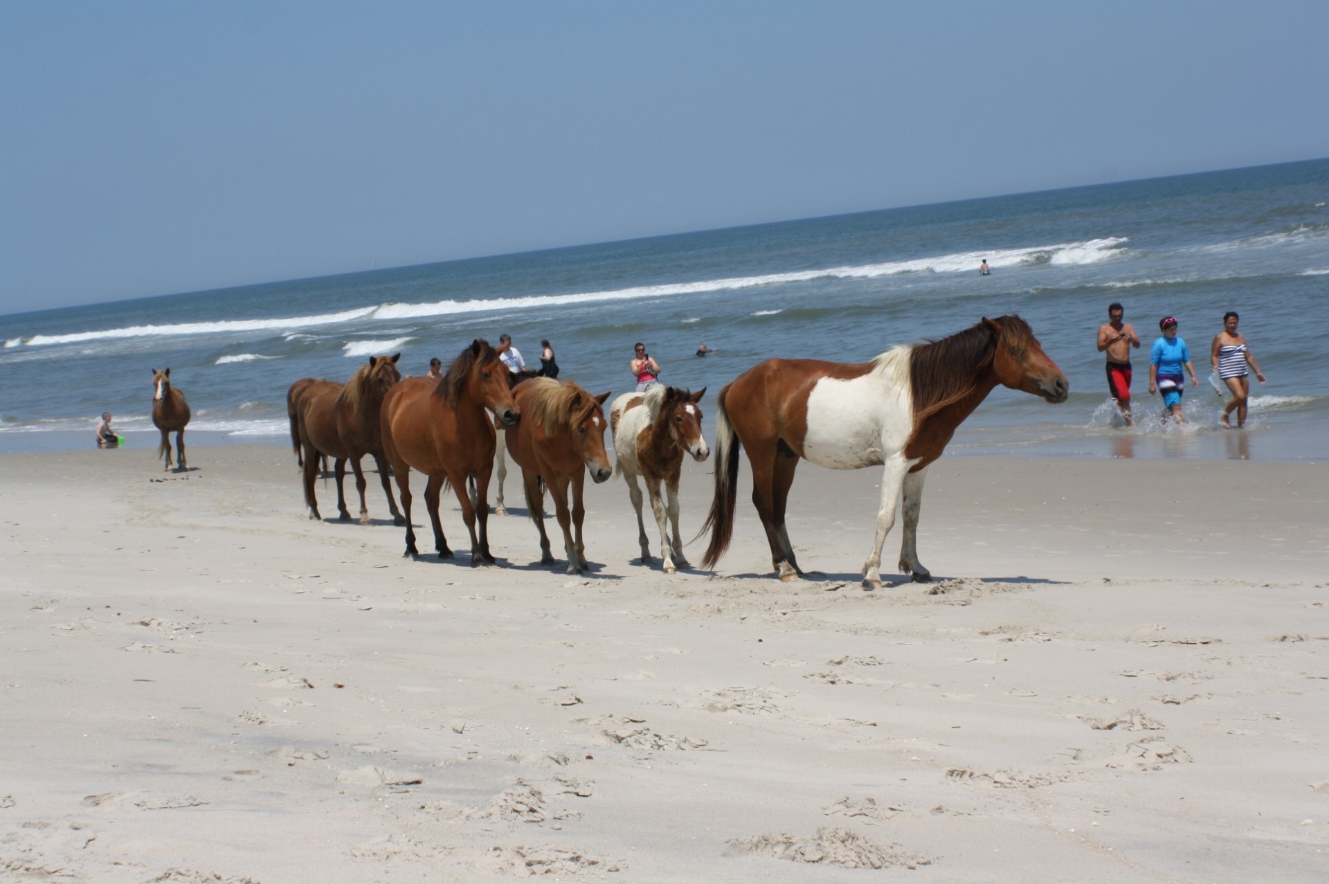 Wild Horse Family Beach Day