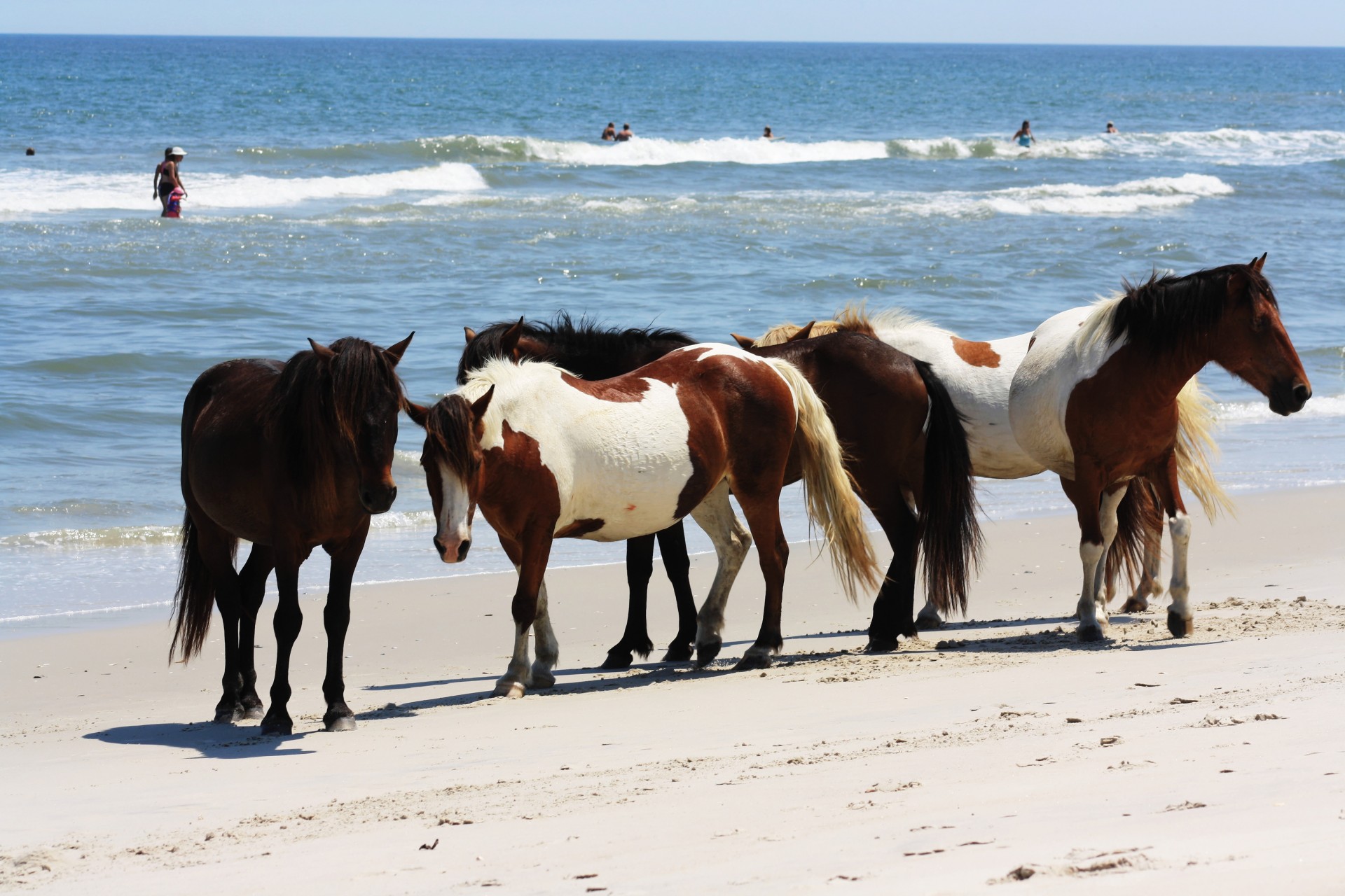 Wild Horses op het strand