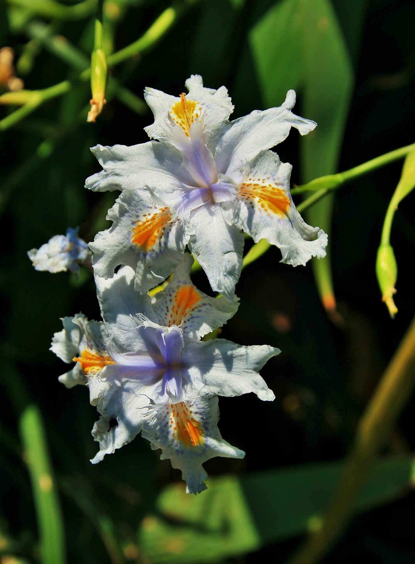 Iris sălbatice flori