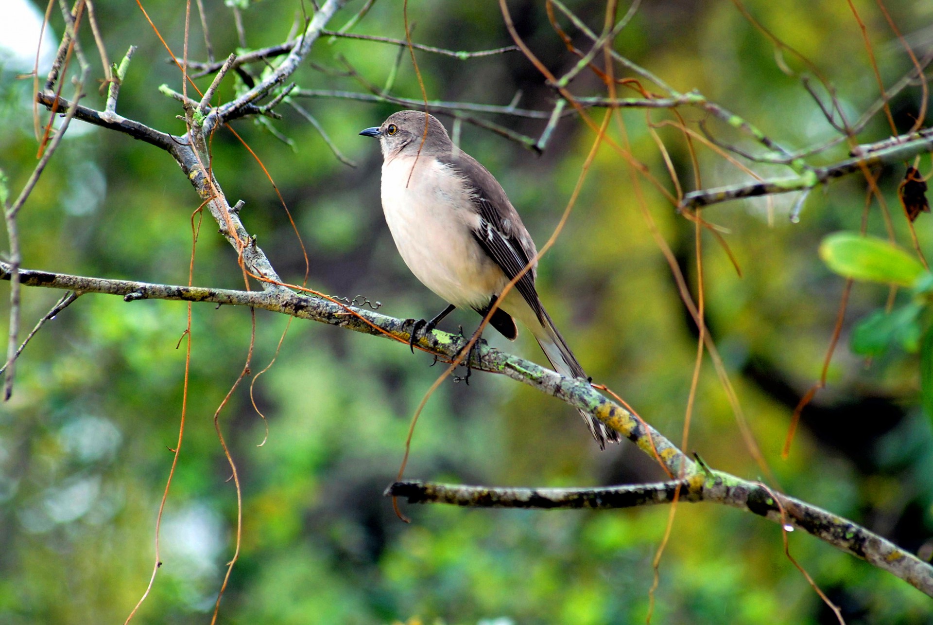 Wildbird pe copac