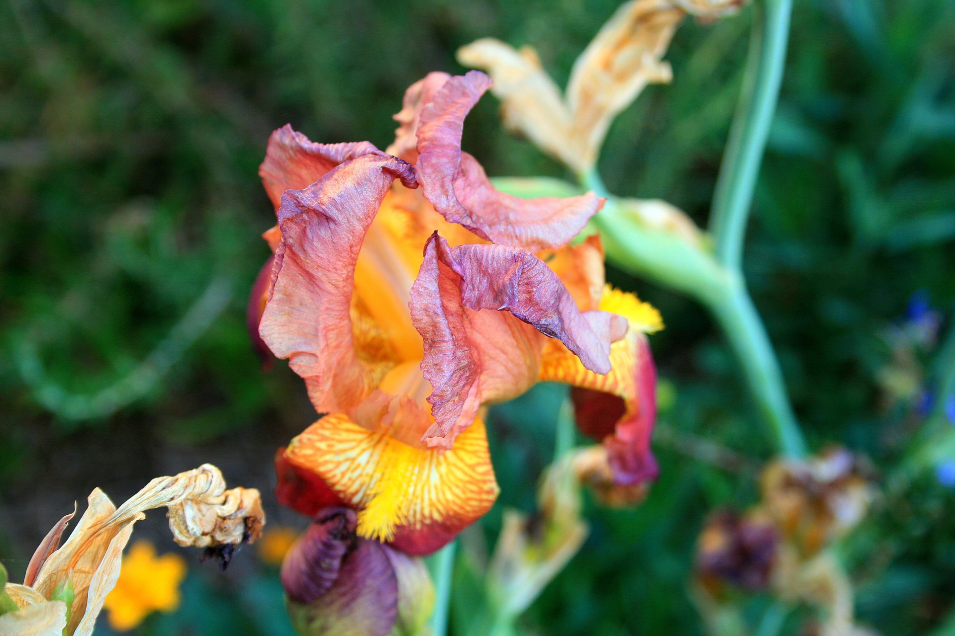 Iris galben și mov aproape