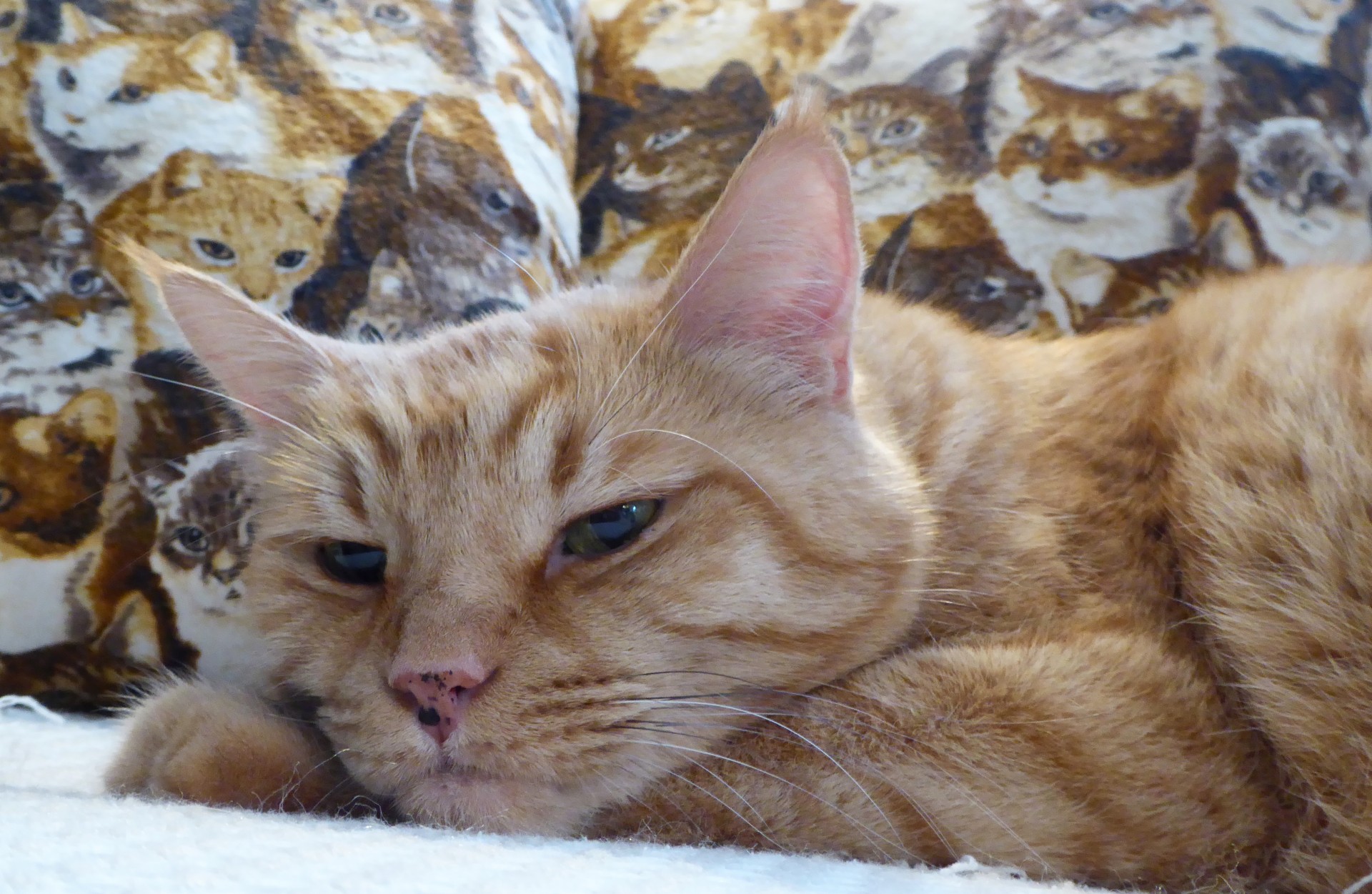 Yellow napping cat de perne pisica