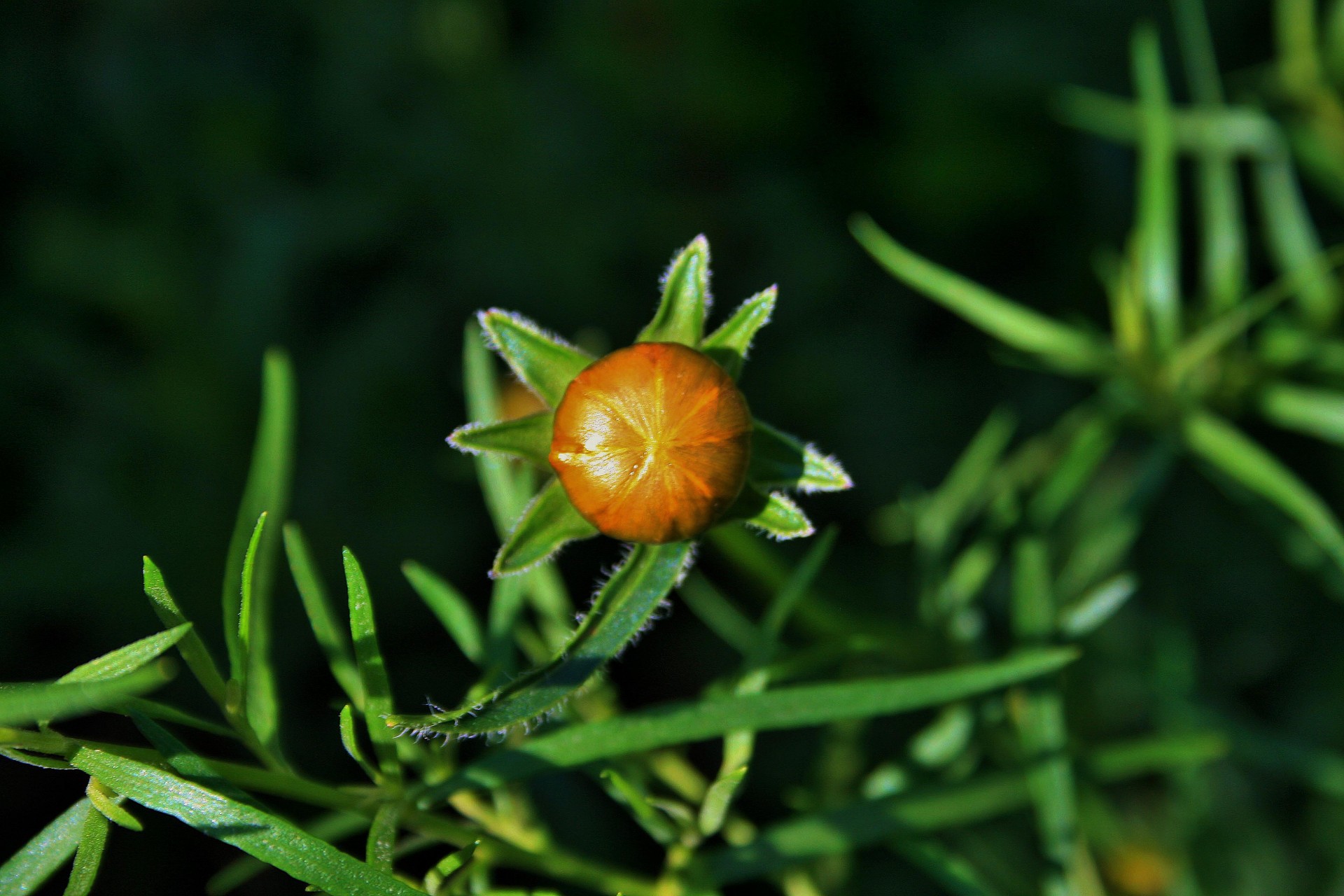 Galben daisy bud