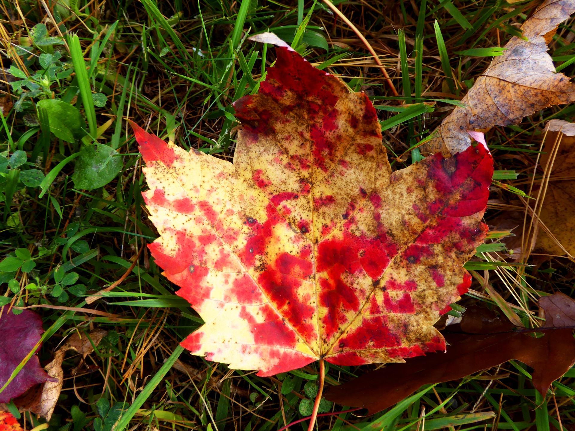 Galben roșu frunze de arțar