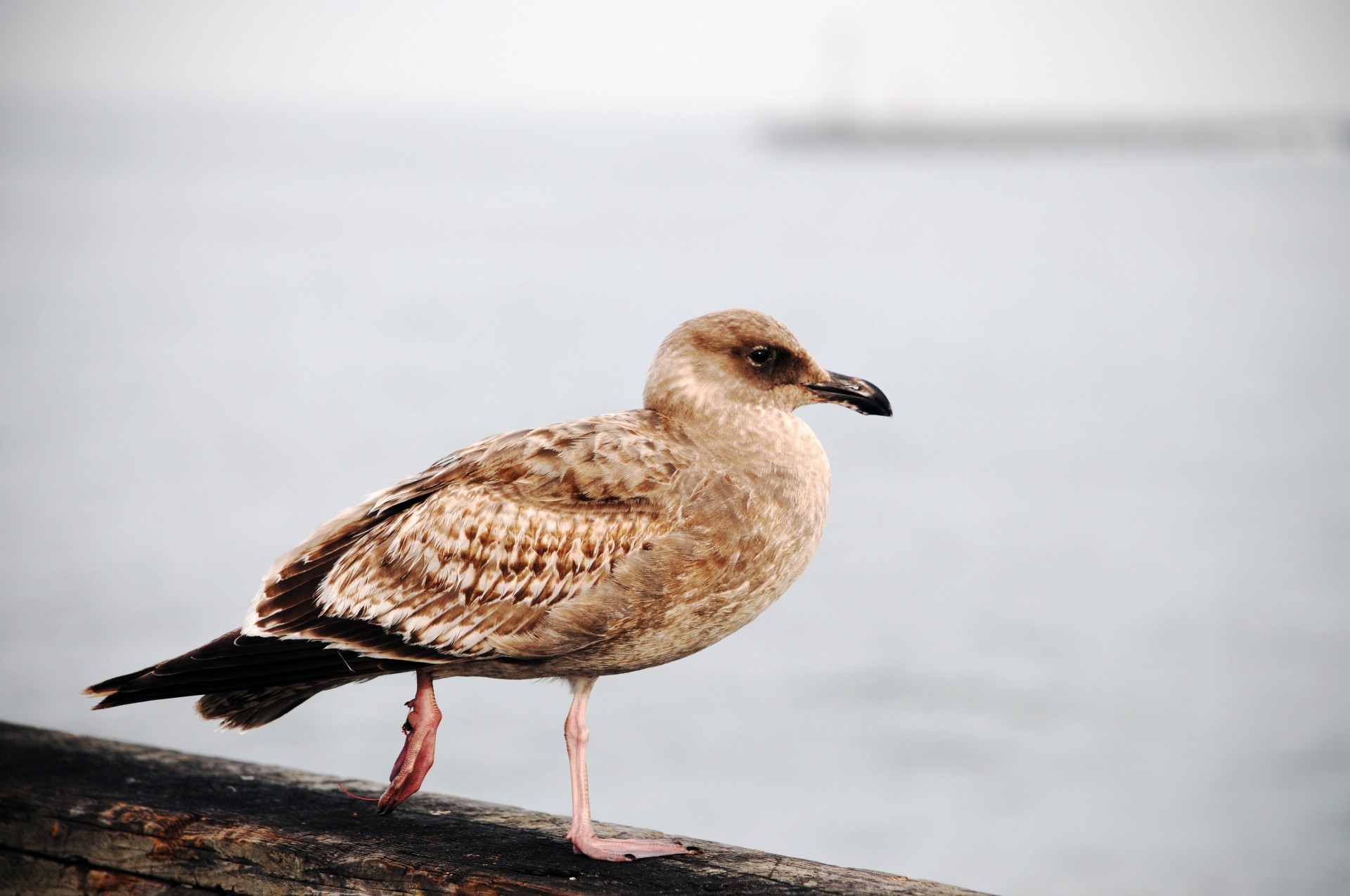 Young Gull On Pier