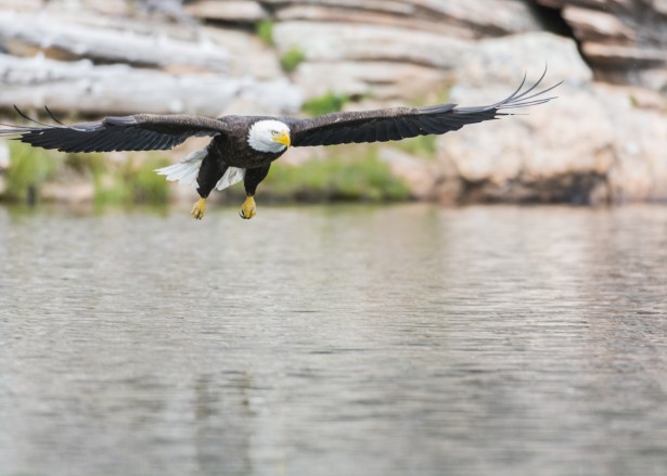 American Eagle Free Stock Photo - Public Domain Pictures
